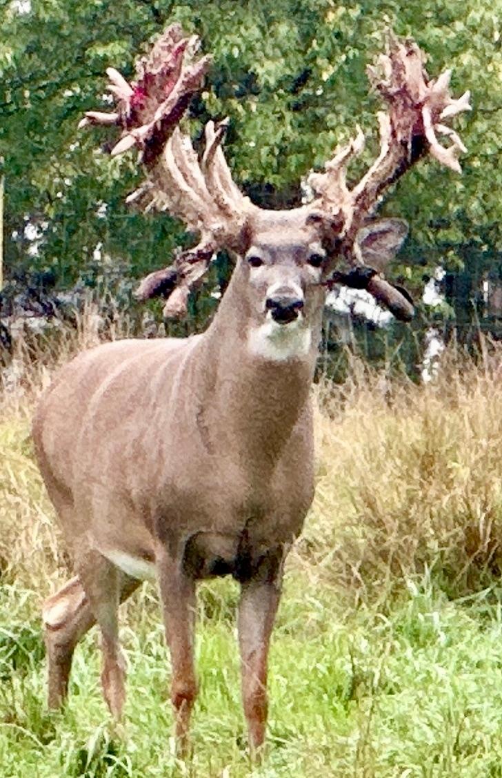 Lake Tomahawk, Wisconsin, 54487, United States, ,Residential,For Sale,1973874