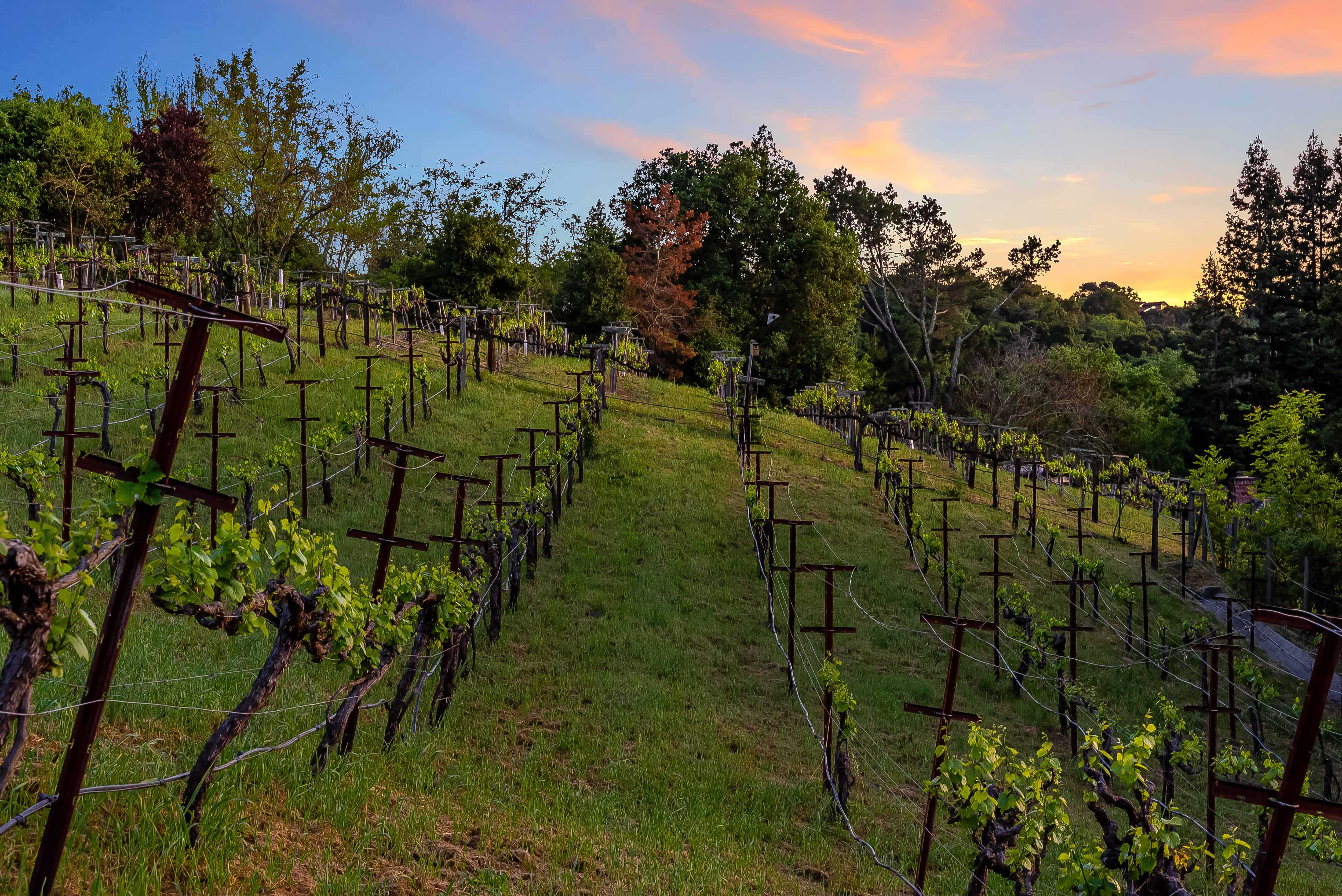 Elegant Vineyard Estate with Resort-Like Grounds - 物件實景