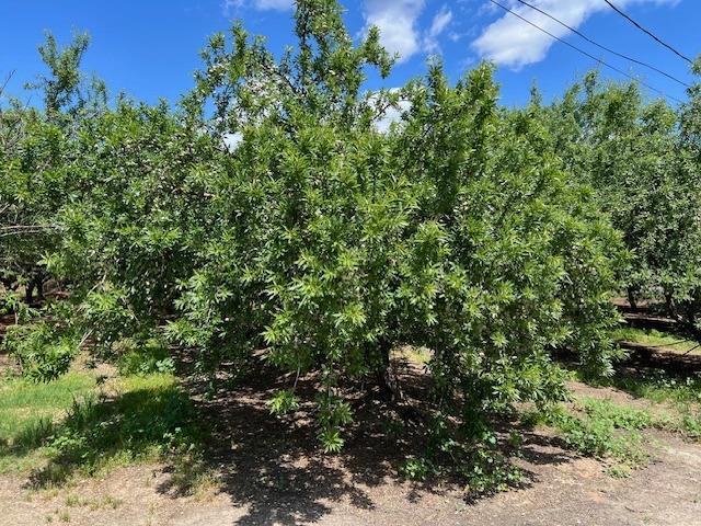Turlock, California, 95380, United States, 3 Bedrooms Bedrooms, ,2 BathroomsBathrooms,Residential,For Sale,1765336
