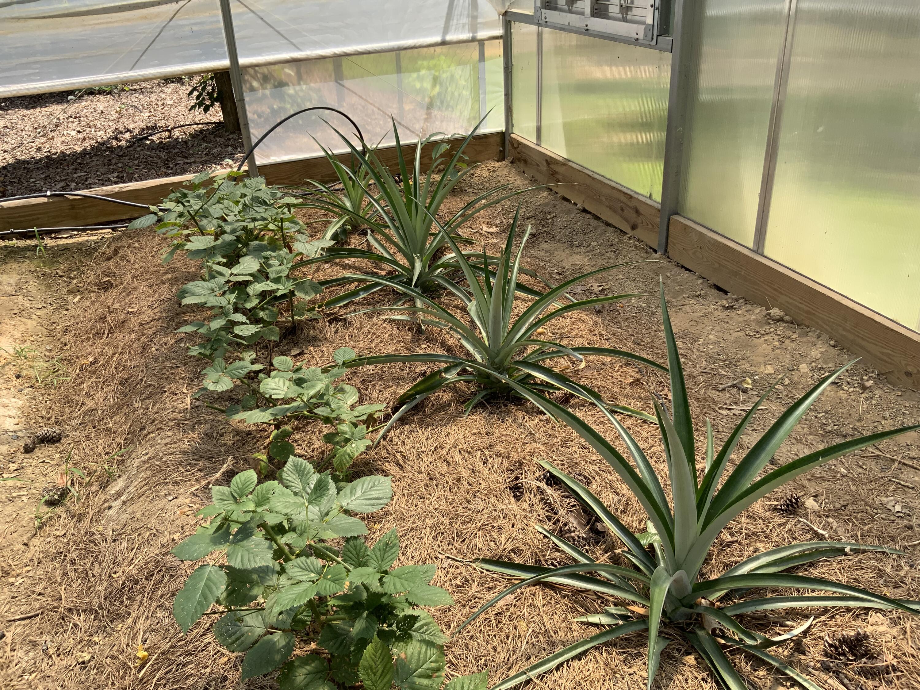 Tracy City, Tennessee, 37387, United States, 3 Bedrooms Bedrooms, ,Residential,For Sale,1979741