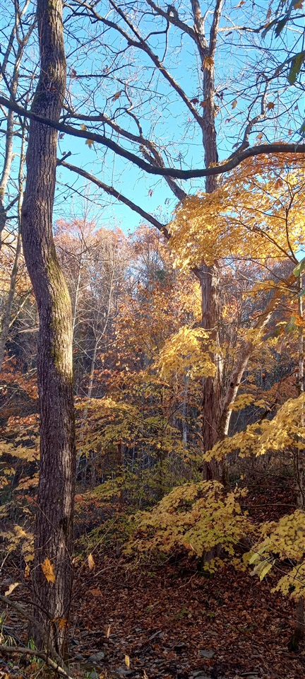 Willow Shade, Kentucky, 42166, United States, 3 Bedrooms Bedrooms, ,2 BathroomsBathrooms,Residential,For Sale,1991903