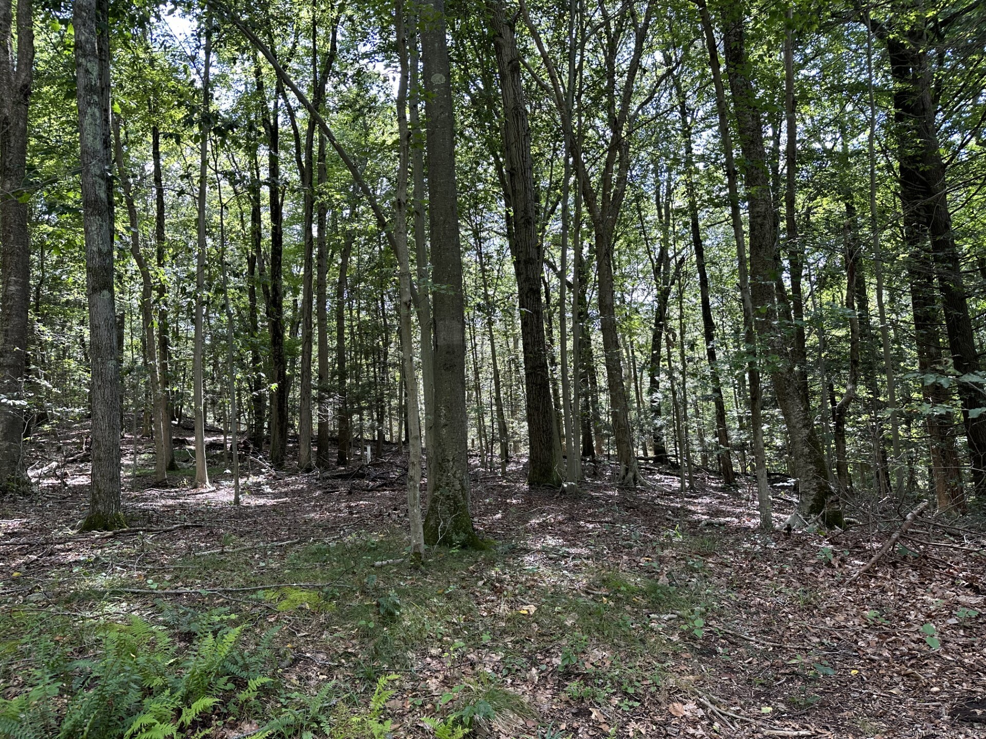 Stamford, Connecticut, 06904, United States, ,Land,For Sale,1768306