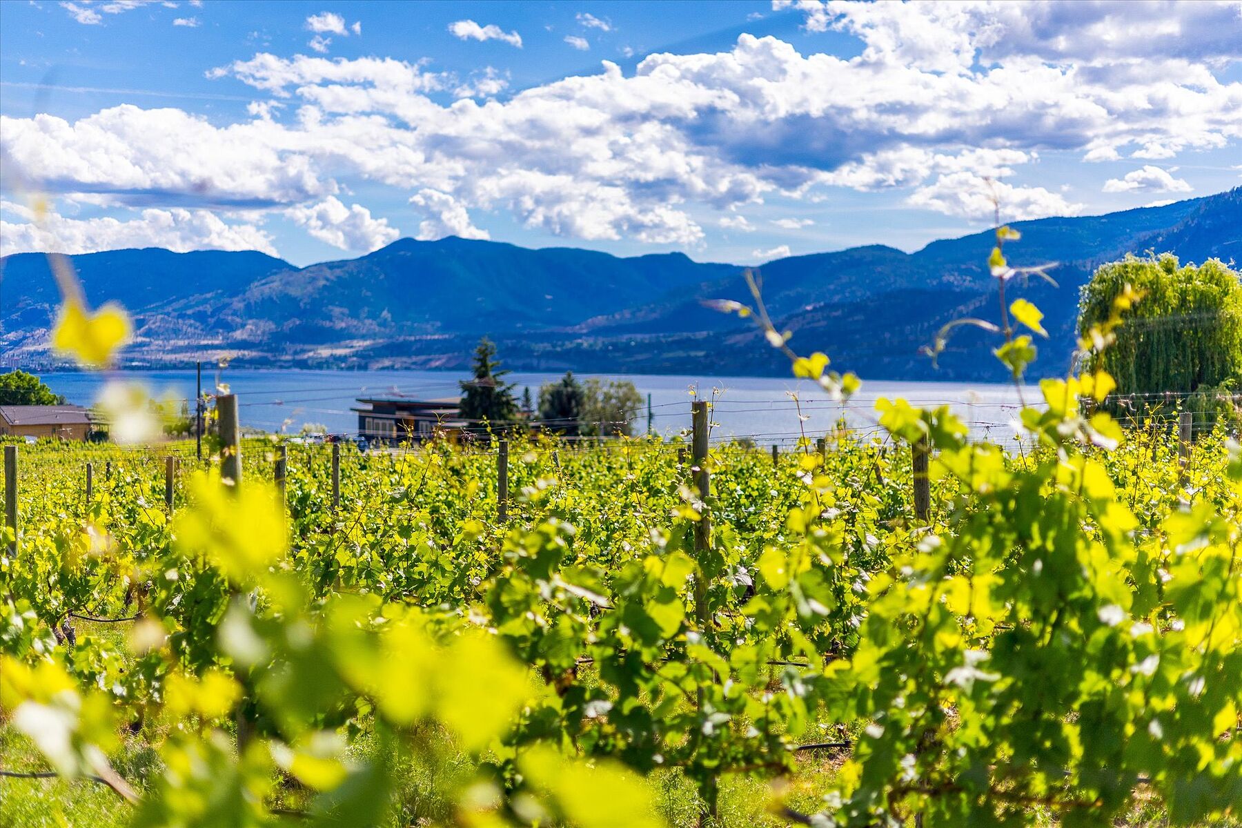  Multiple Homes on a Vineyard - 物件實景