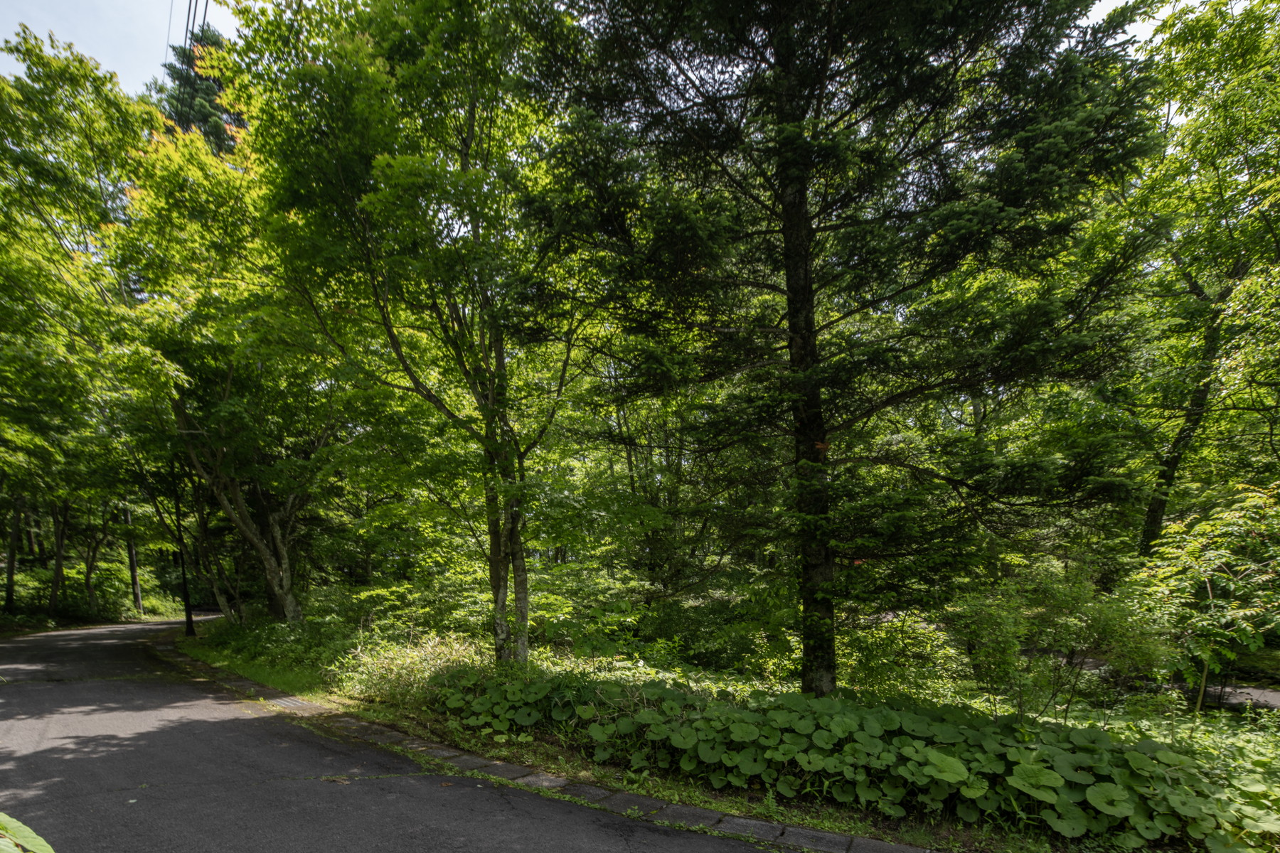  Blanchard Forest Estate Site - 物件實景