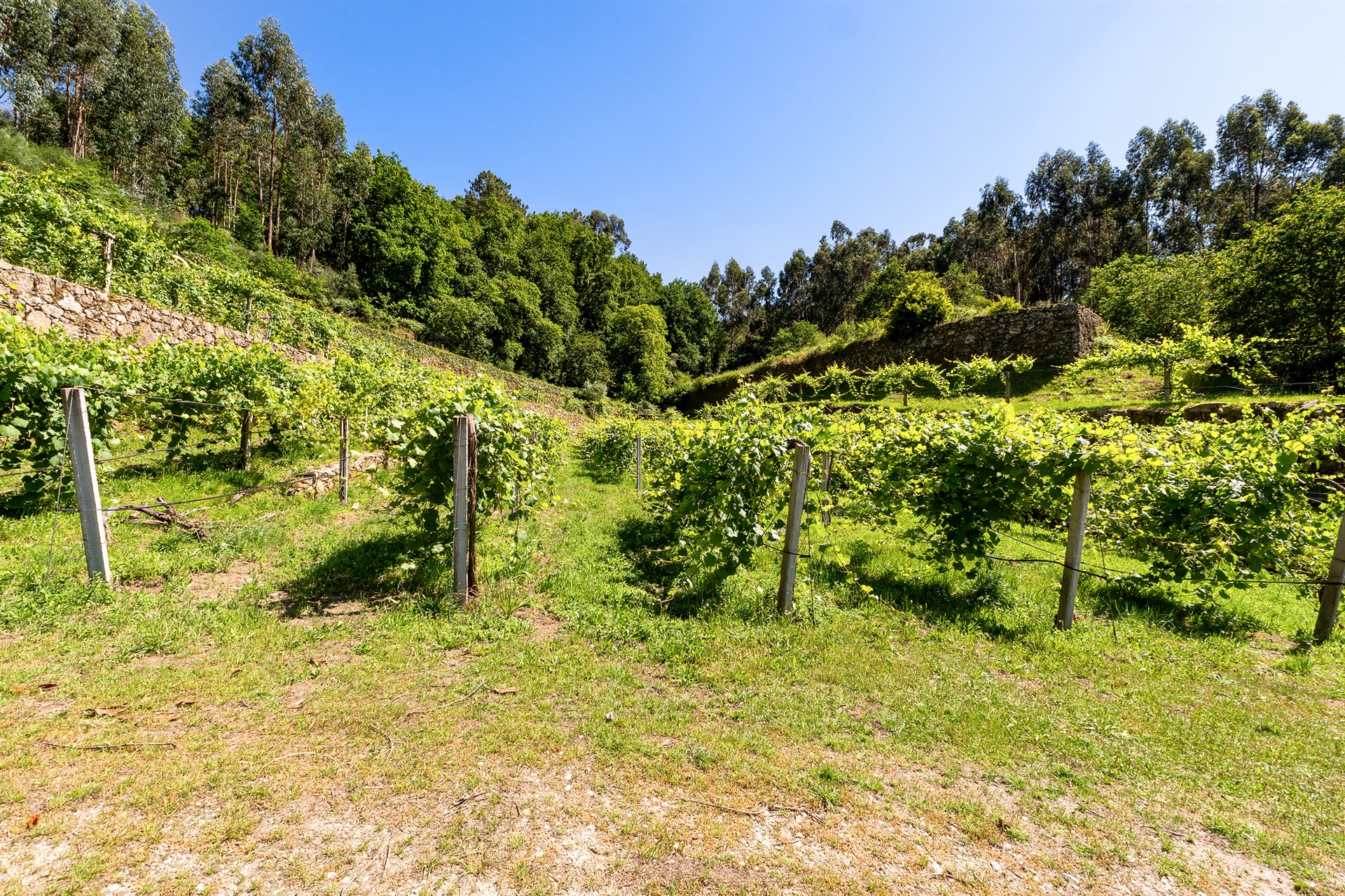  Farm, 5 bedrooms, for Sale - 物件實景