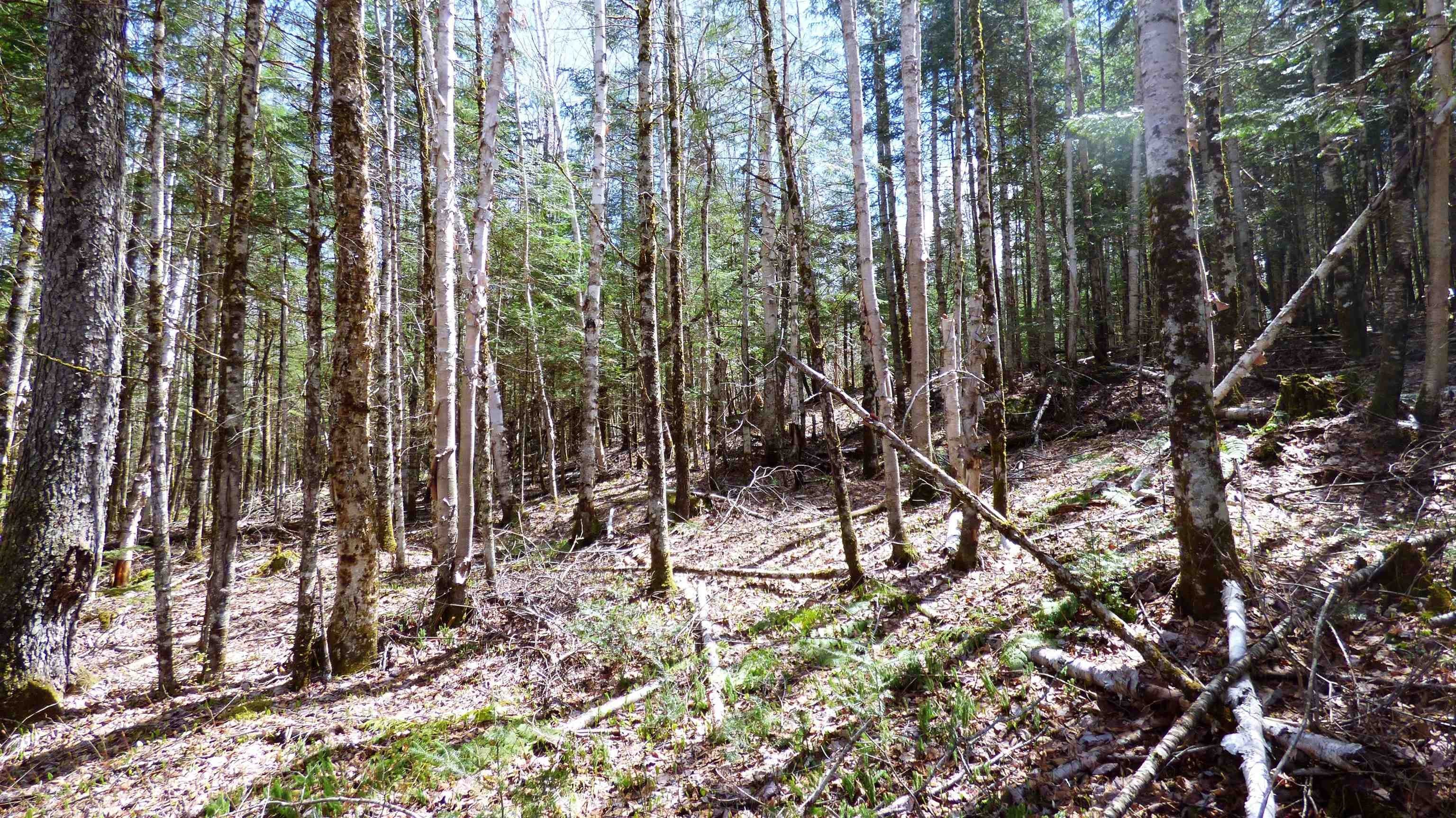 Wheelock, Vermont, 05851, United States, ,Land,For Sale,2017669