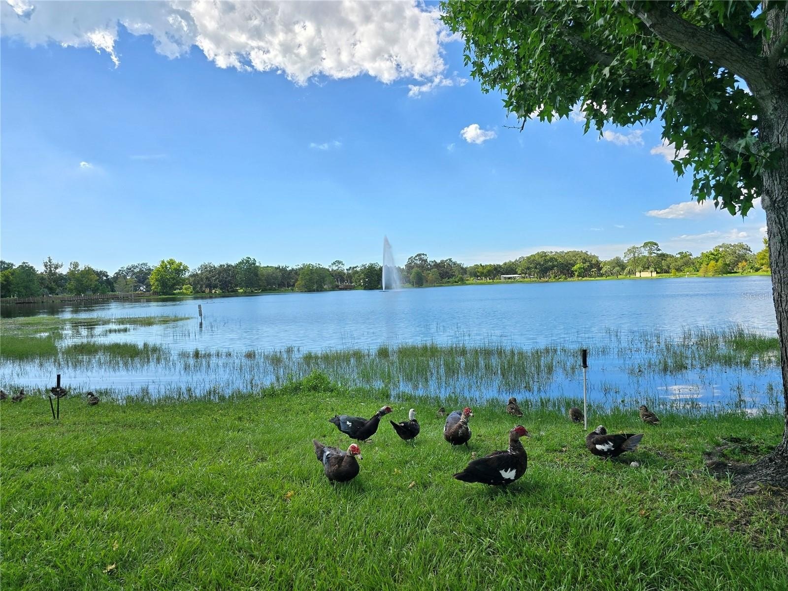 CLEARWATER, Florida, 33765, United States, 5 Bedrooms Bedrooms, ,3 BathroomsBathrooms,Residential,For Sale,2006178