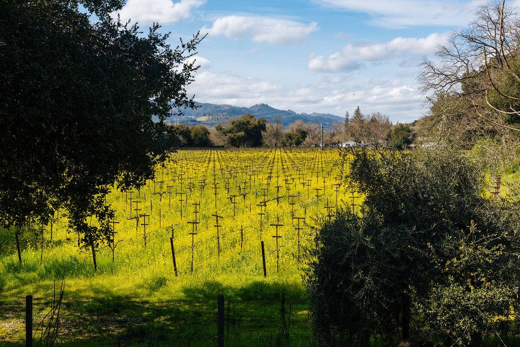Saint Helena, California, 94574, United States, ,Residential,For Sale,1736432