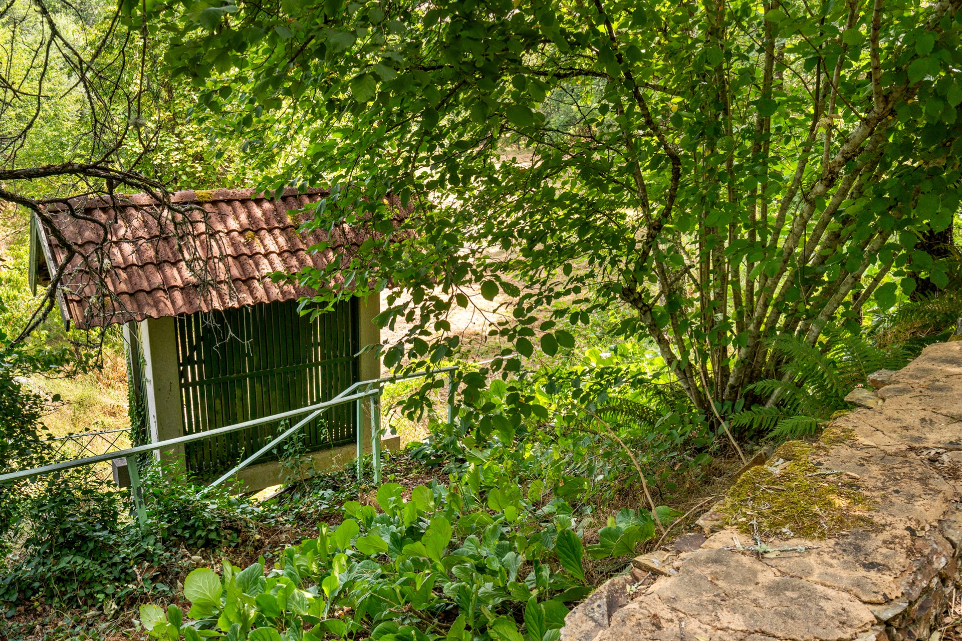  Farm, 5 bedrooms, for Sale - 物件實景