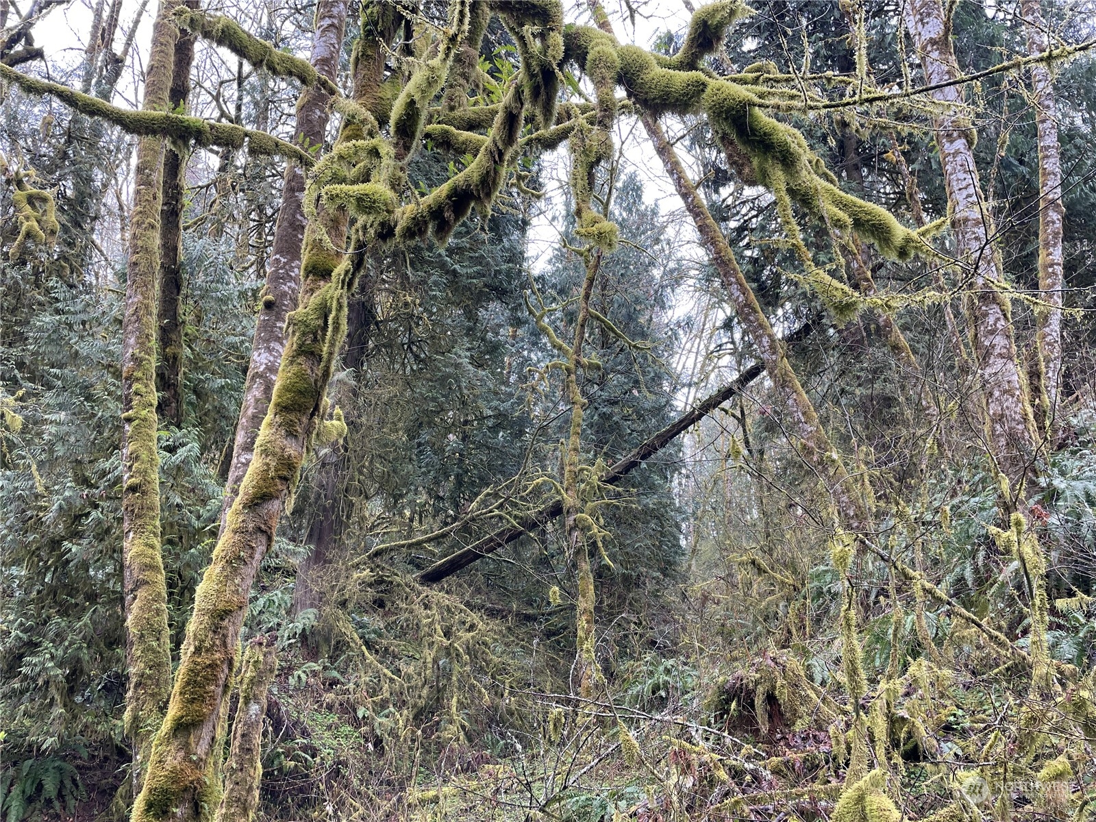 0 Fallert Road, Kalama, Washington, 98625, United States, ,Land,For Sale,0 Fallert Road,1273199