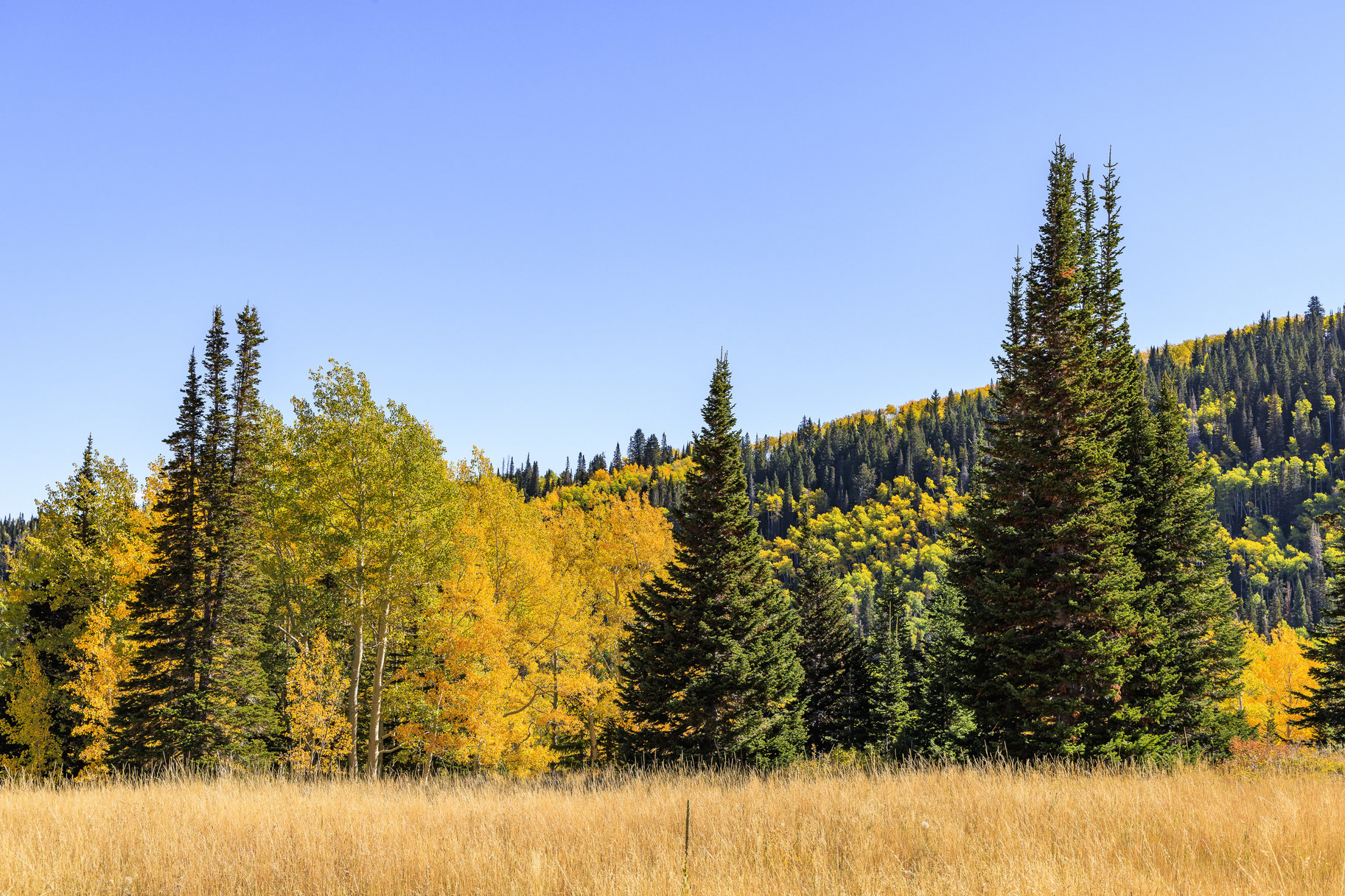  Incredible 28 Acre Estate Lot in the Colony at White Pine Canyon - 物件實景