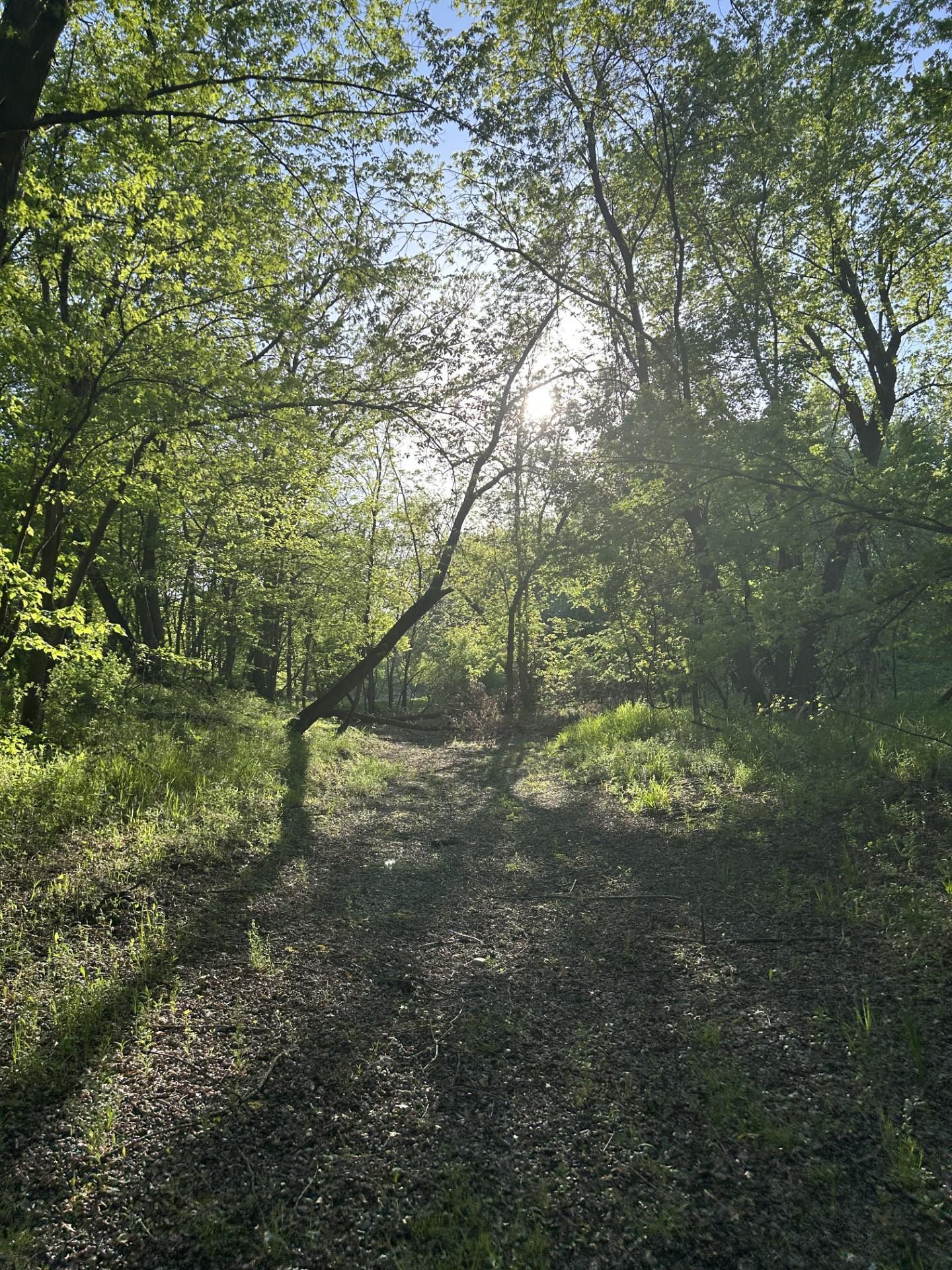 Cokato, Minnesota, 55321, United States, ,Land,For Sale,1849901
