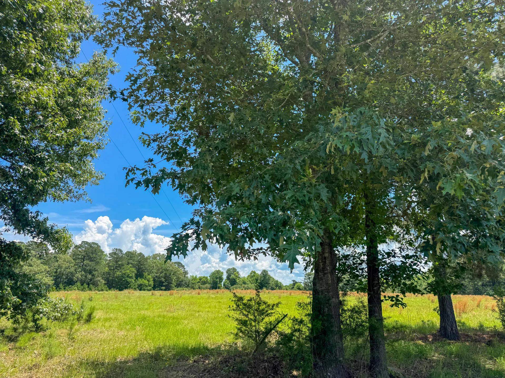 Douglassville, Texas, 75560, United States, ,Land,For Sale,2048006
