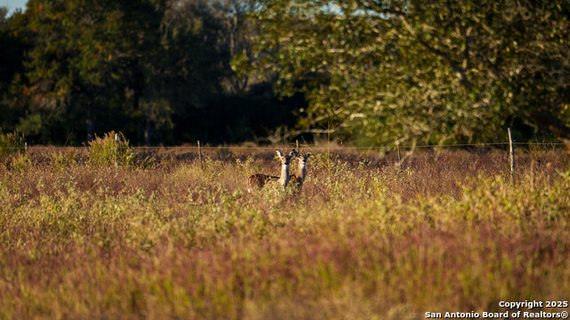 Yoakum, Texas, 77995, United States, ,Land,For Sale,1988104