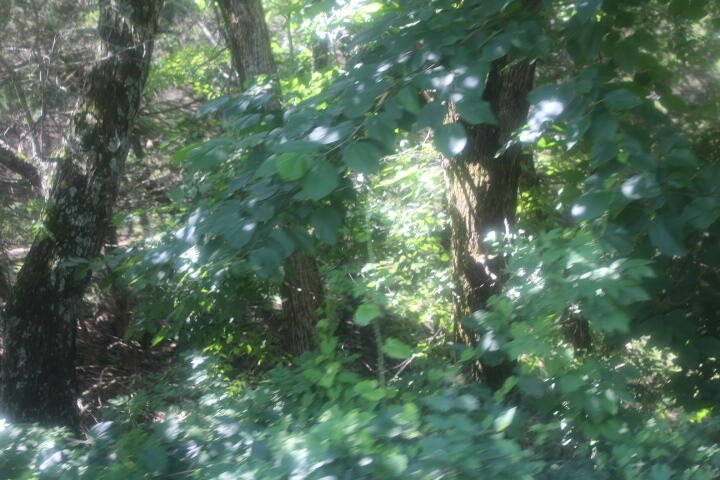 Polk, Missouri, 65727, United States, ,Land,For Sale,1980569