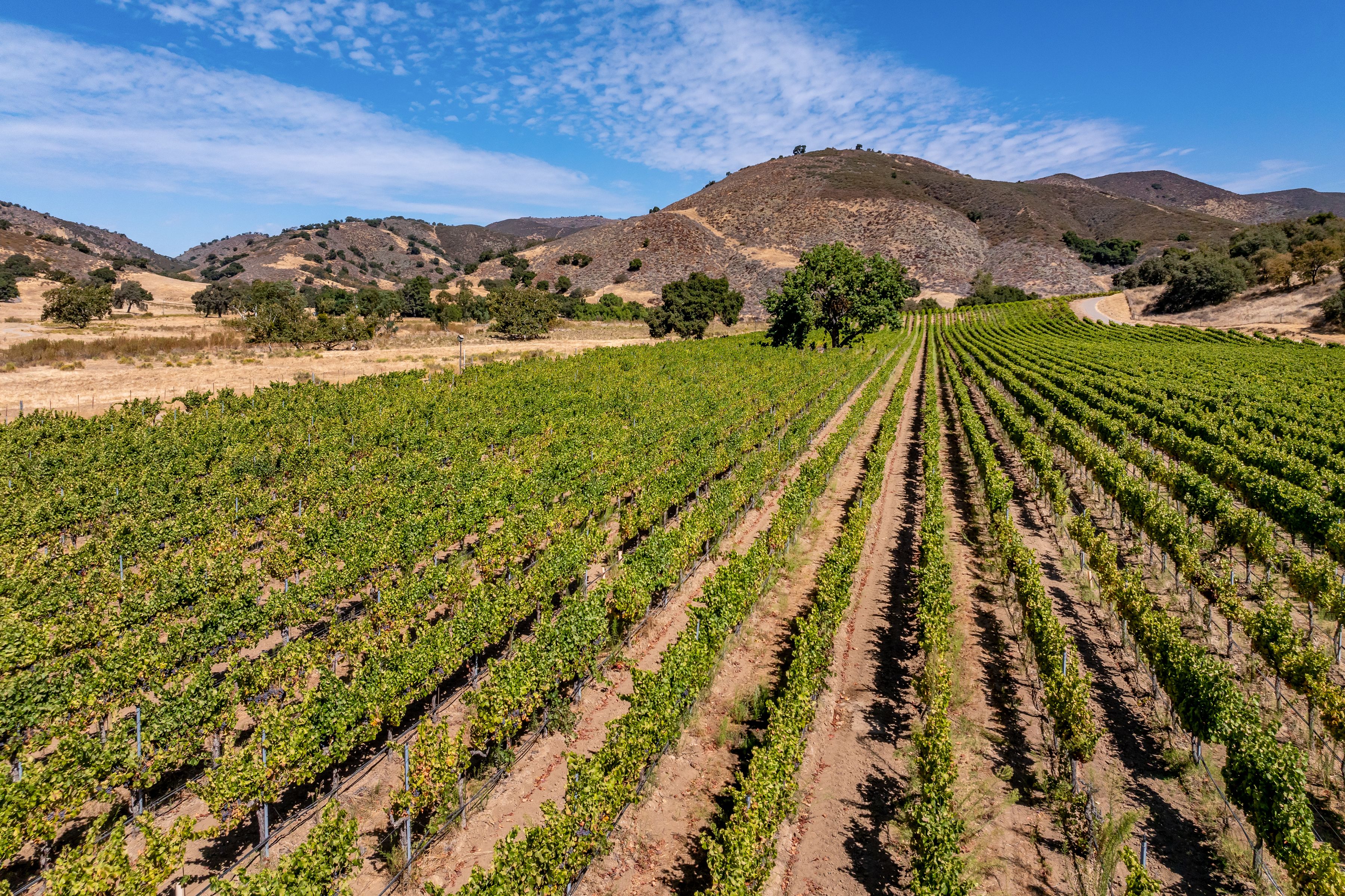  Extraordinary Vineyard Estate - 物件實景