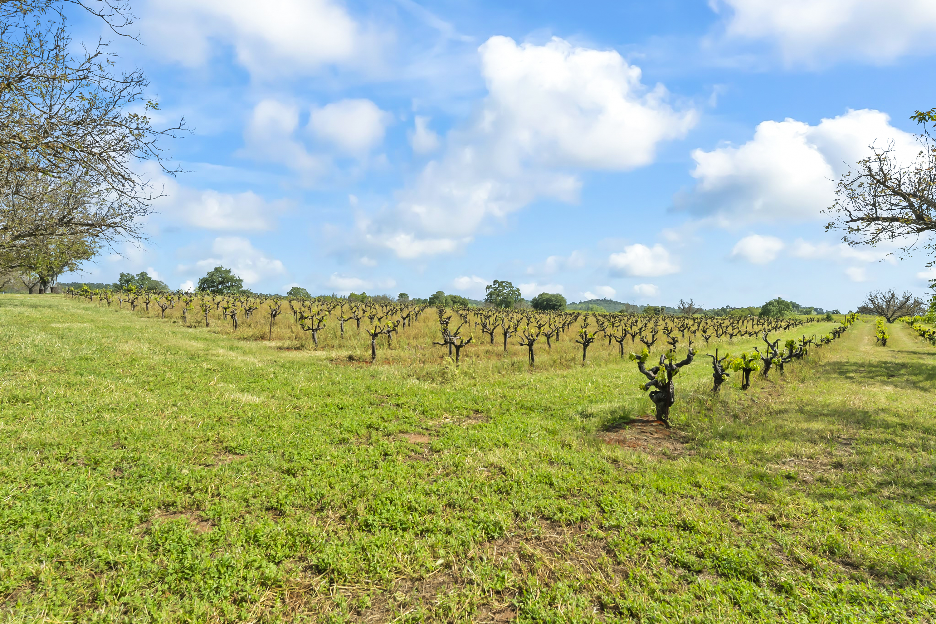  107 Acres - Seasonal Creek - Legacy - 物件實景