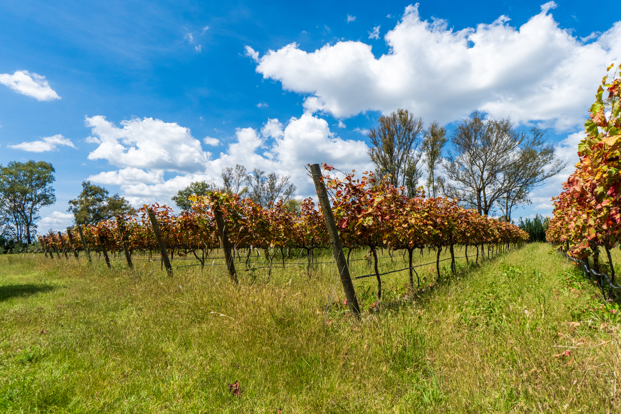  San Francisco Vineyards Lot 1 - 物件實景