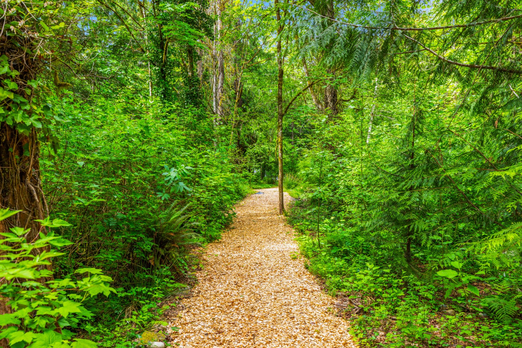  9720 NE Lofgren Rd, Bainbridge Island, WA 98110 - 物件實景
