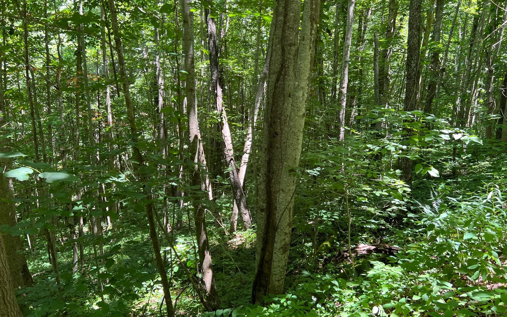 101ac Lori'S Mountain, Hayesville, North Carolina, 28904, United States, ,Residential,For Sale,101ac Lori'S Mountain,1304629