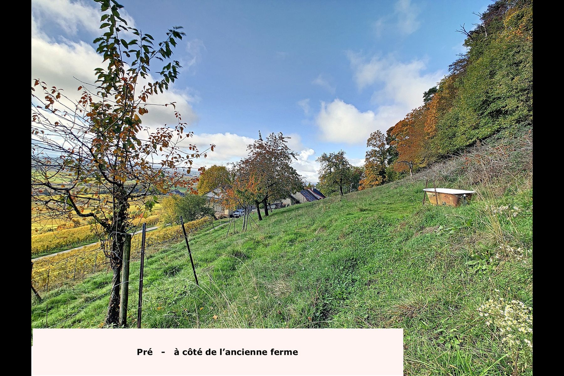  Wine-growing estate with forest, breathtaking lake view - 物件實景