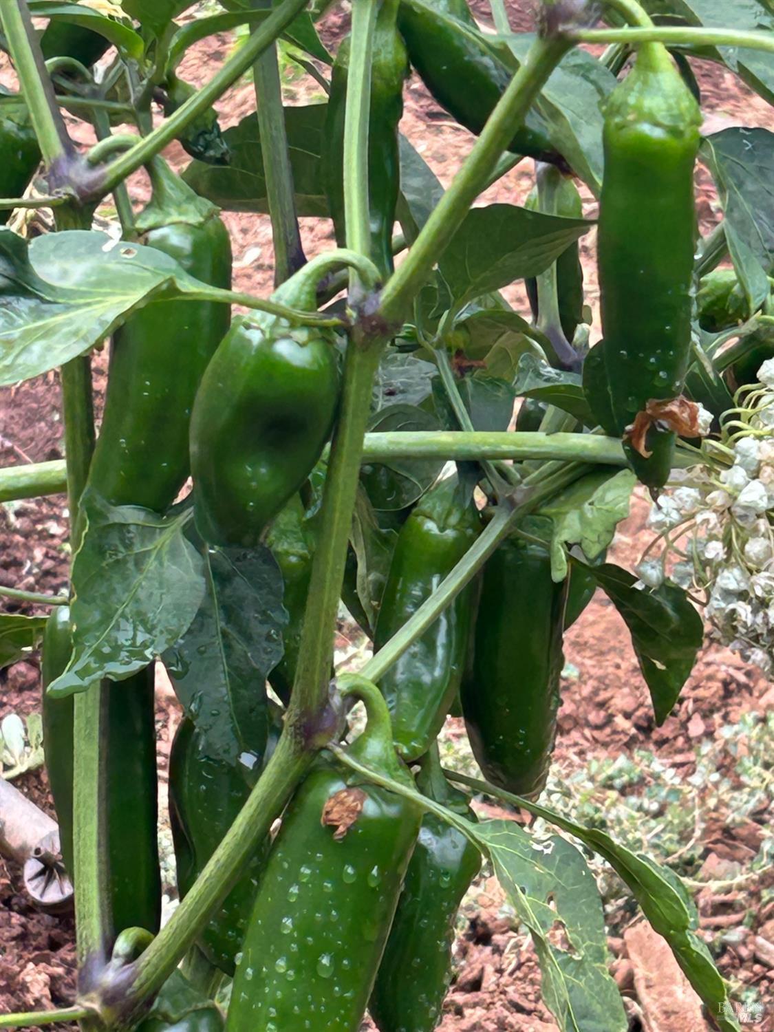 Glen Ellen, California, 95442, United States, 4 Bedrooms Bedrooms, ,3 BathroomsBathrooms,Residential,For Sale,1974615