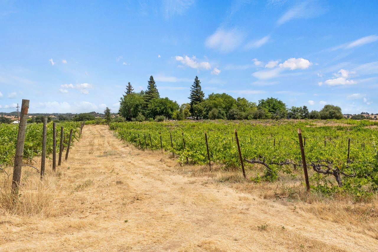 21226 Dickson Road, Plymouth, California, 95669, United States, ,Land,For Sale,21226 Dickson Road,1672447