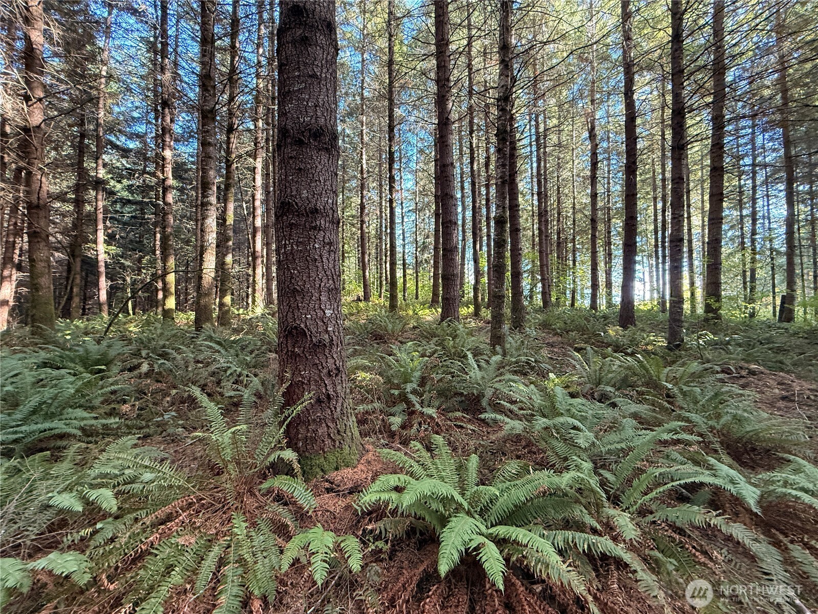 Rainier, Washington, 98576, United States, ,Land,For Sale,1998419