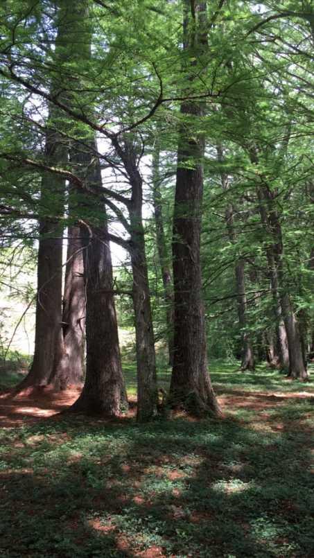 CONOCIDO NOMBRE DE DIOS DURANGO, Nombre de Dios, Durango, 34840, Mexico, 1 Bedroom Bedrooms, ,Residential,For Sale,CONOCIDO NOMBRE DE DIOS DURANGO,1627562