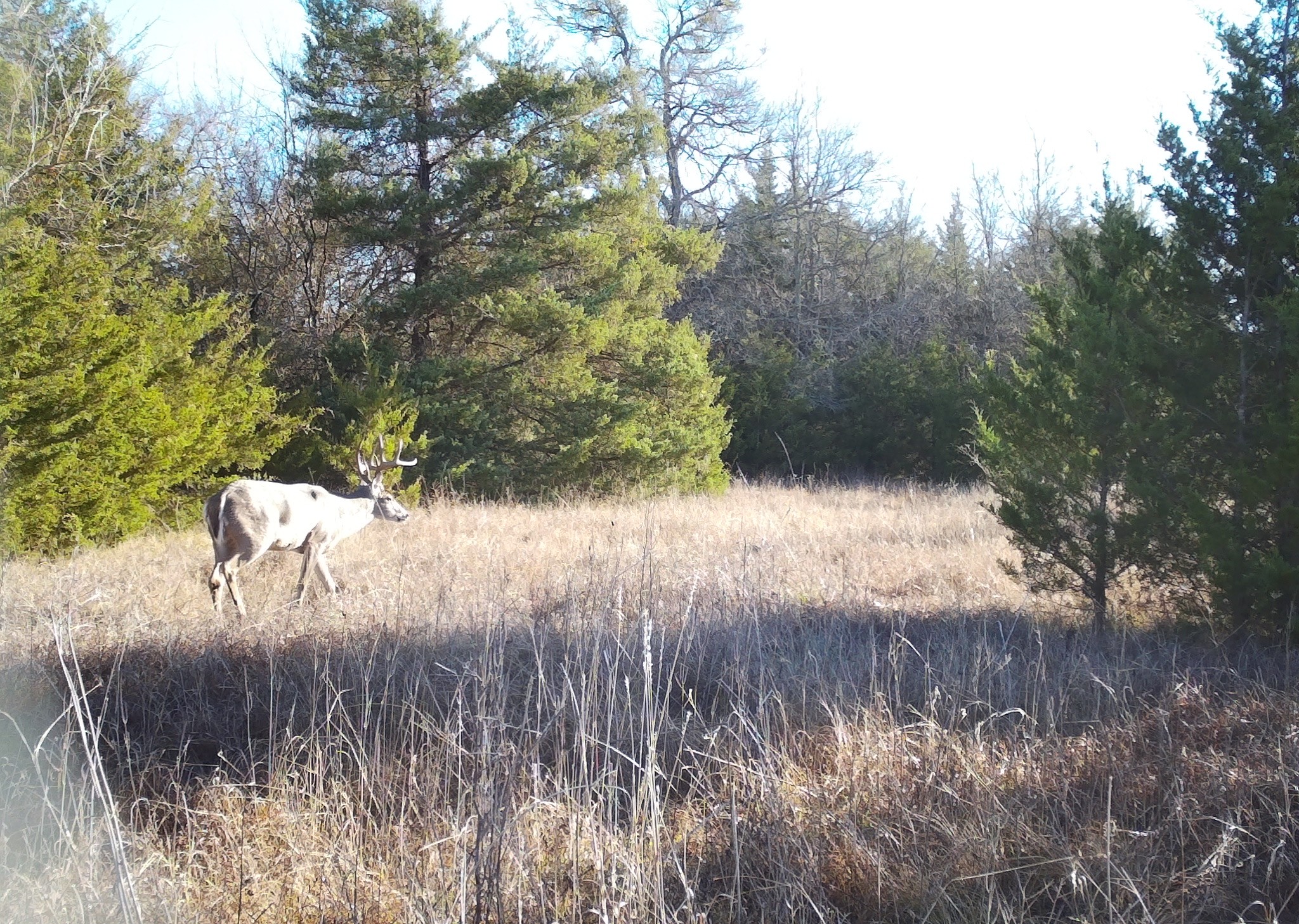 Roxton, Texas, 75477, United States, ,Land,For Sale,1979032