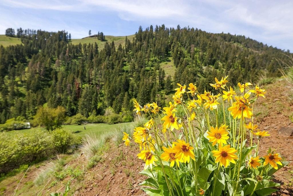 Riggins, Idaho, 83549, United States, 2 Bedrooms Bedrooms, ,1 BathroomBathrooms,Residential,For Sale,1825339