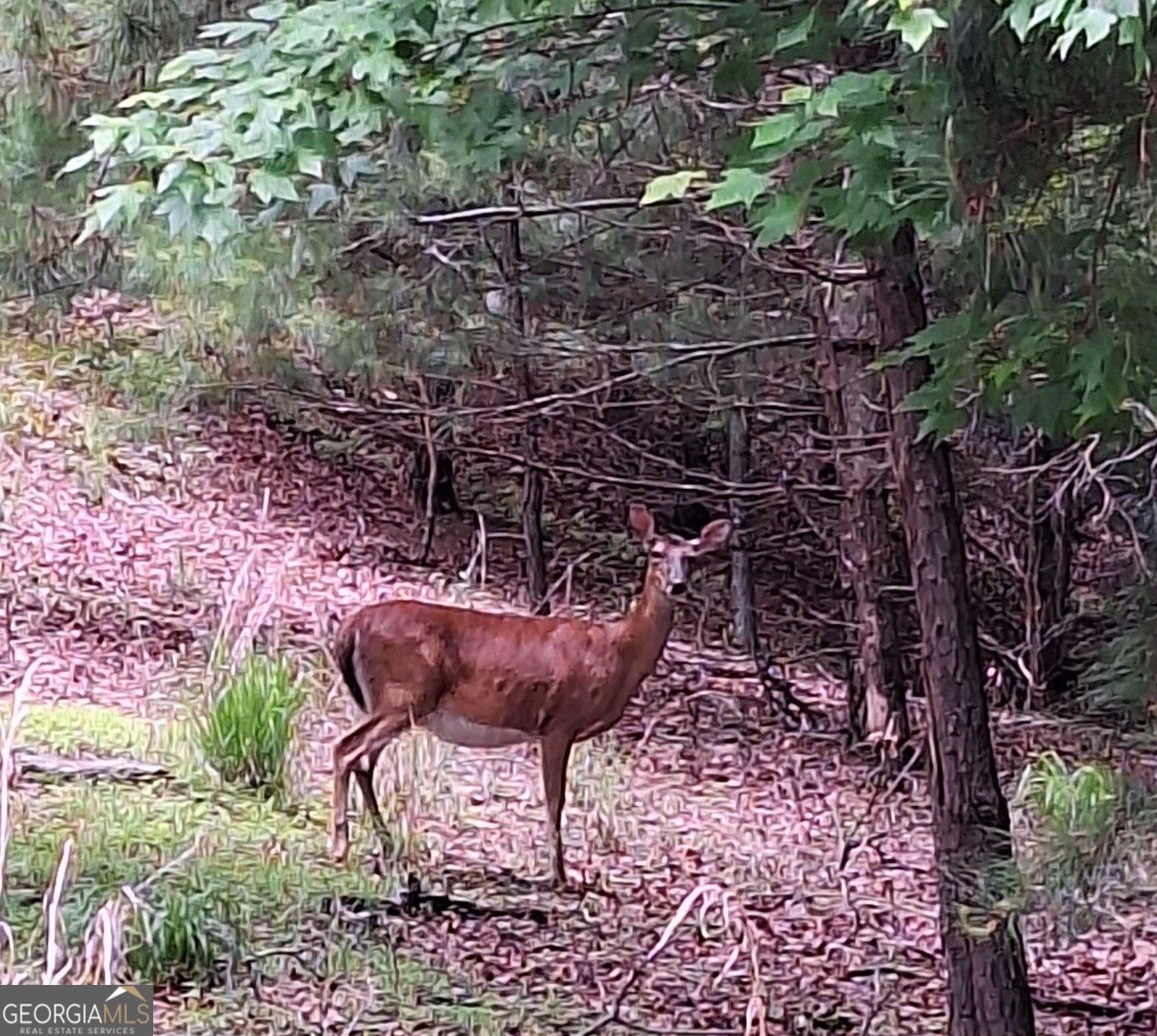 Morganton, Georgia, 30560, United States, 4 Bedrooms Bedrooms, ,4 BathroomsBathrooms,Residential,For Sale,1859074