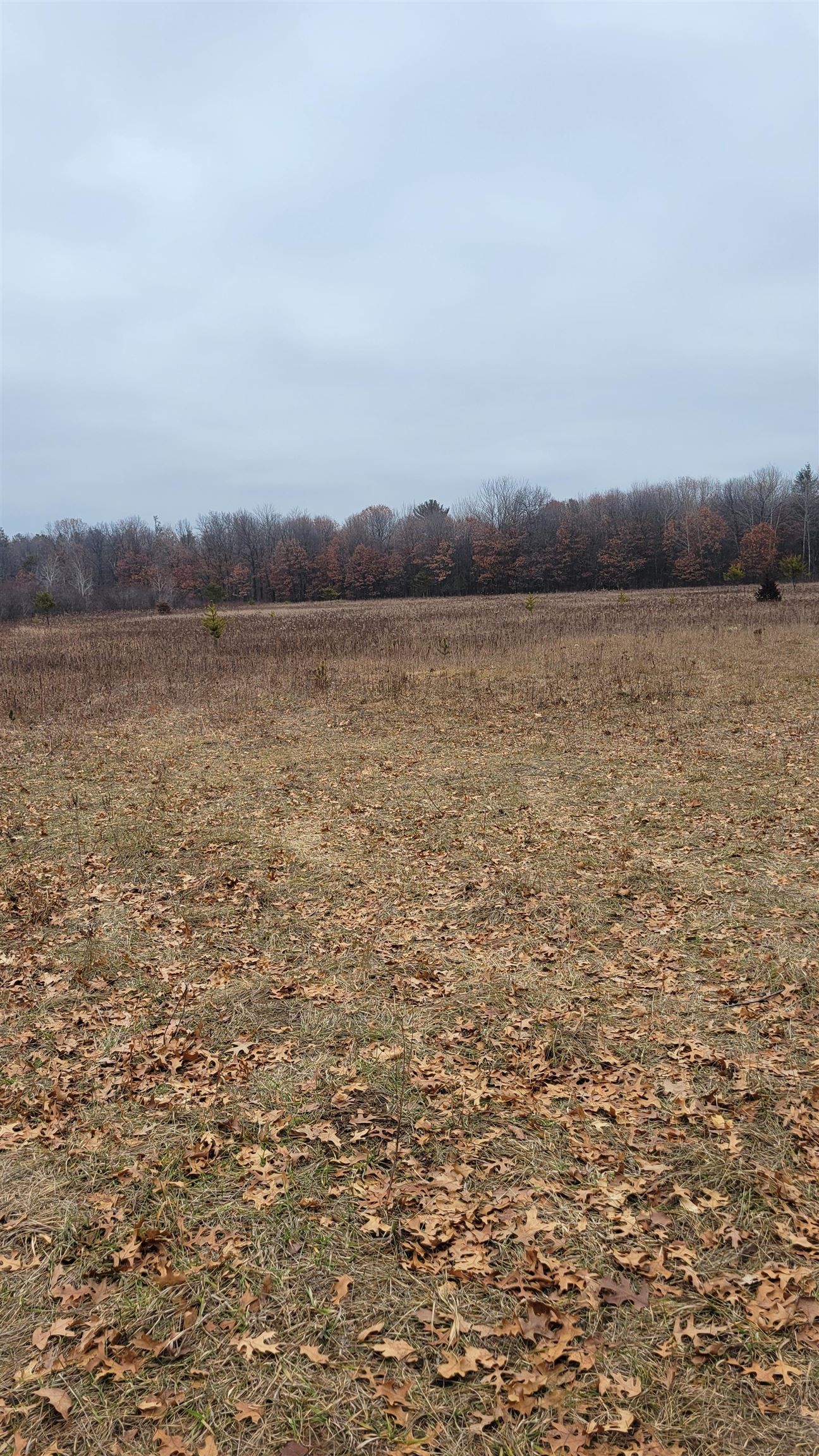 200 Acres Birch Lane, Nekoosa, Wisconsin, 54469, United States, ,Land,For Sale,200 Acres Birch Lane,1626792