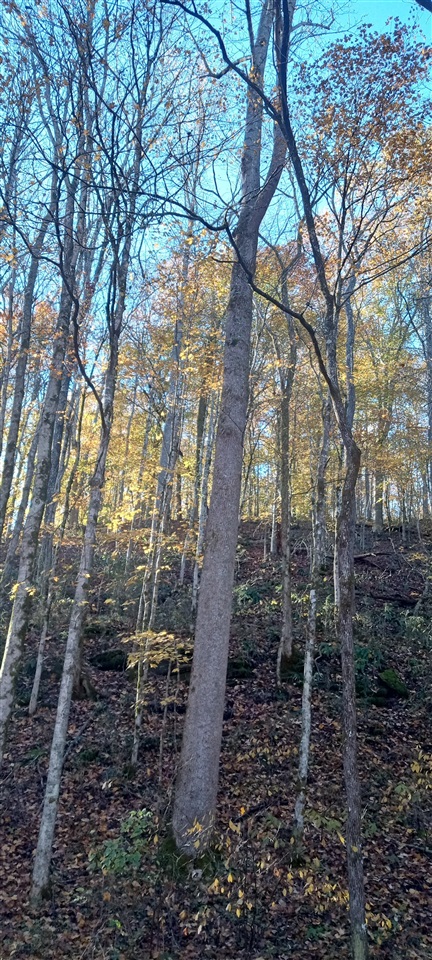 Willow Shade, Kentucky, 42166, United States, 3 Bedrooms Bedrooms, ,2 BathroomsBathrooms,Residential,For Sale,1991903