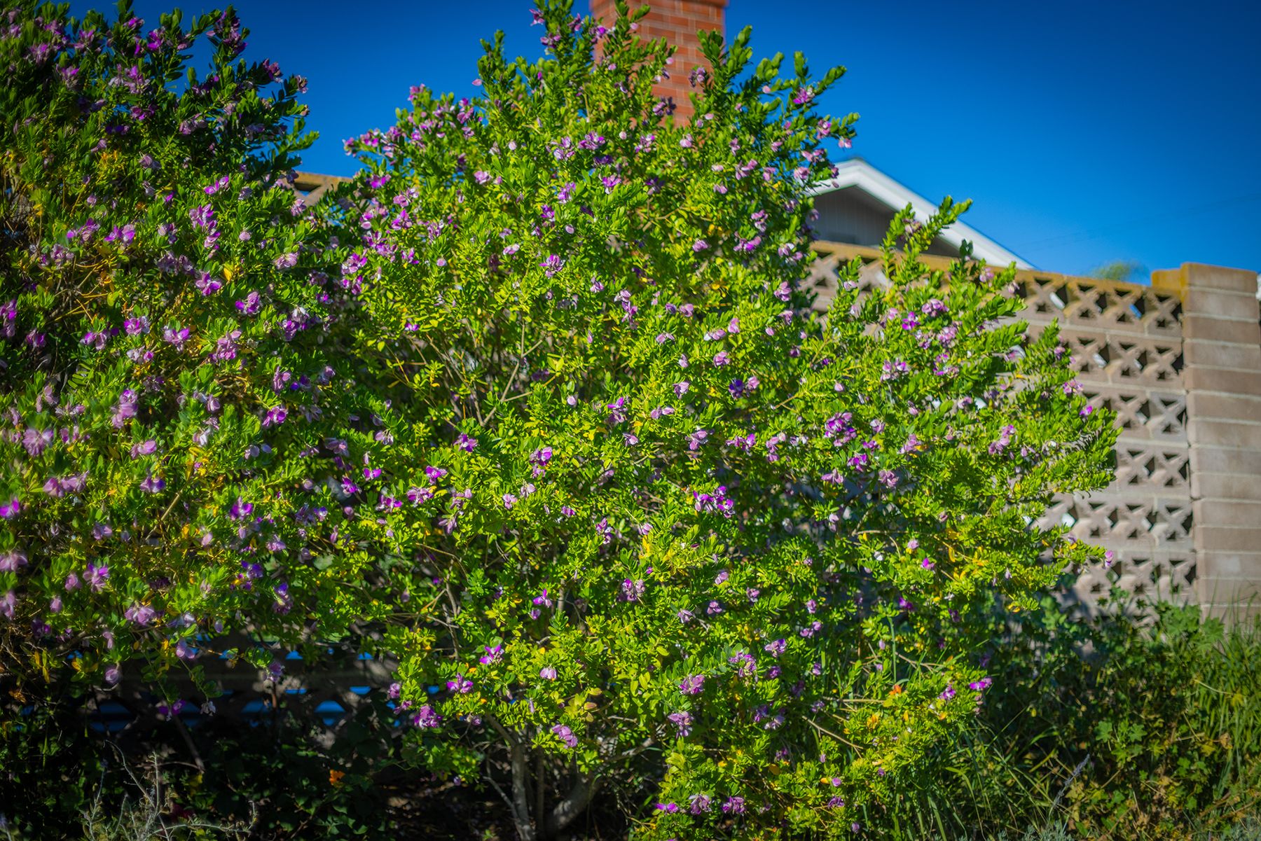  75 Maxine Avenue, Oak View, CA 93022 - 物件實景