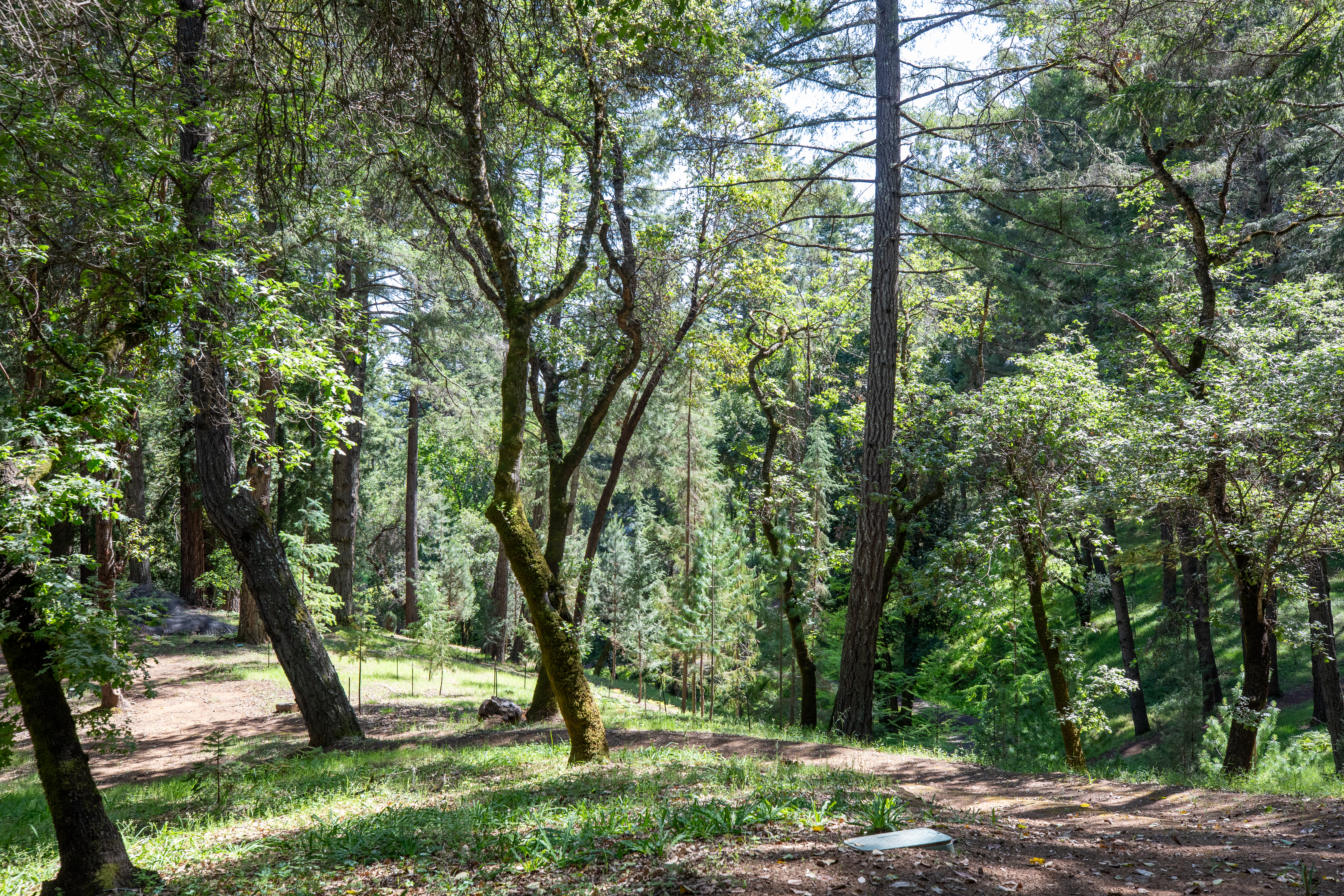  18900 Armstrong Woods Road, Guerneville, CA 95446 - 物件實景