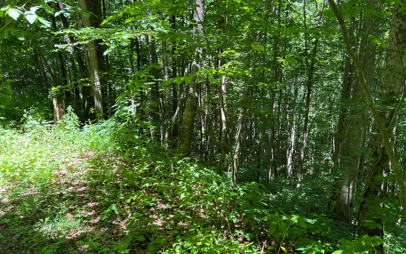 101ac Lori'S Mountain, Hayesville, North Carolina, 28904, United States, ,Residential,For Sale,101ac Lori'S Mountain,1304629