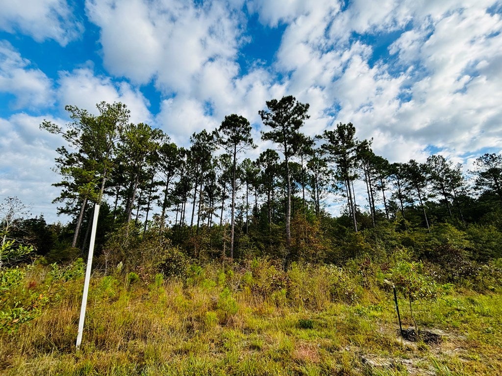 Abbeville, Georgia, 31001, United States, ,Land,For Sale,1975130