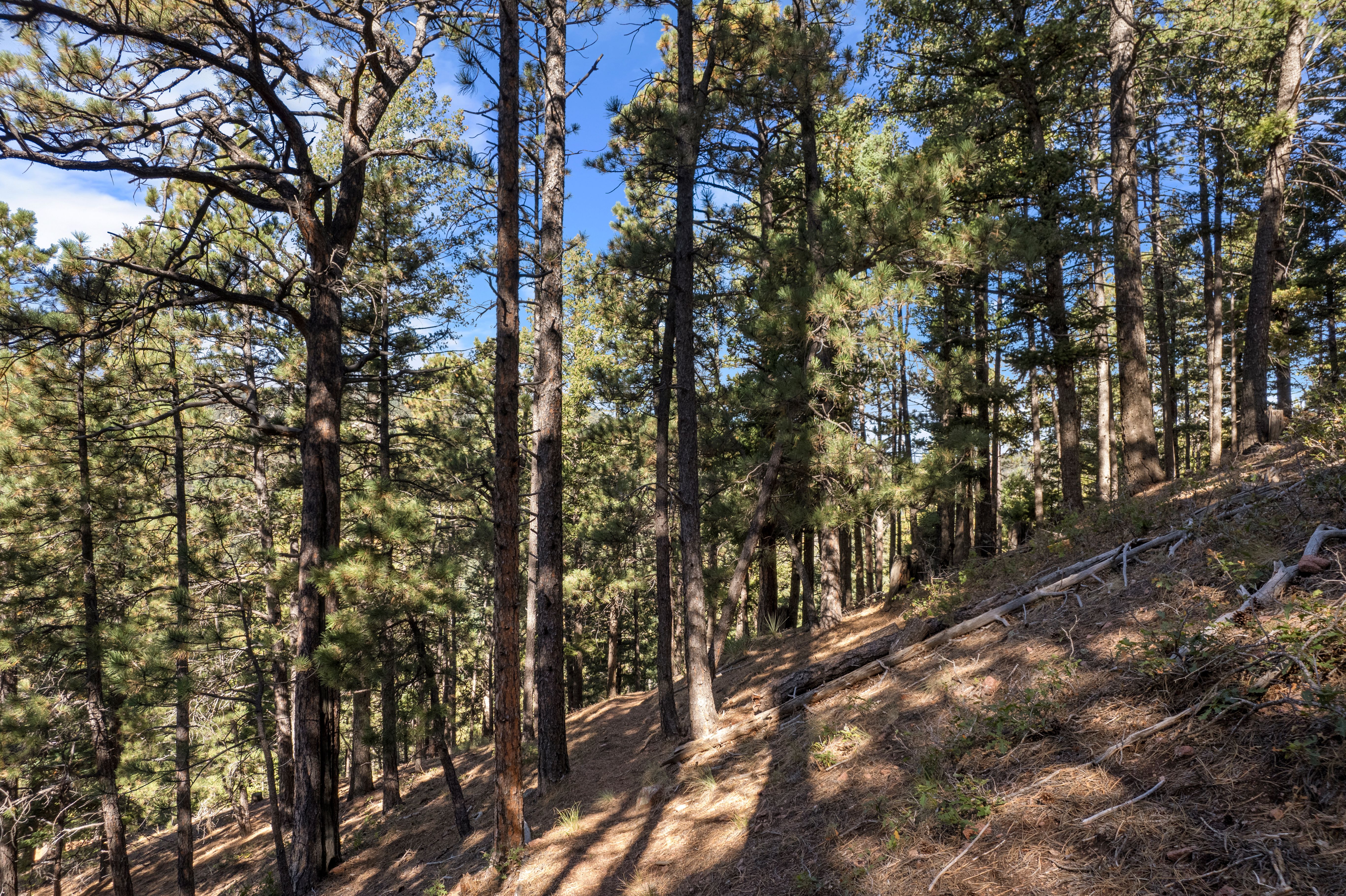  Nestled in the serene Woodmoor Mountain - 物件實景