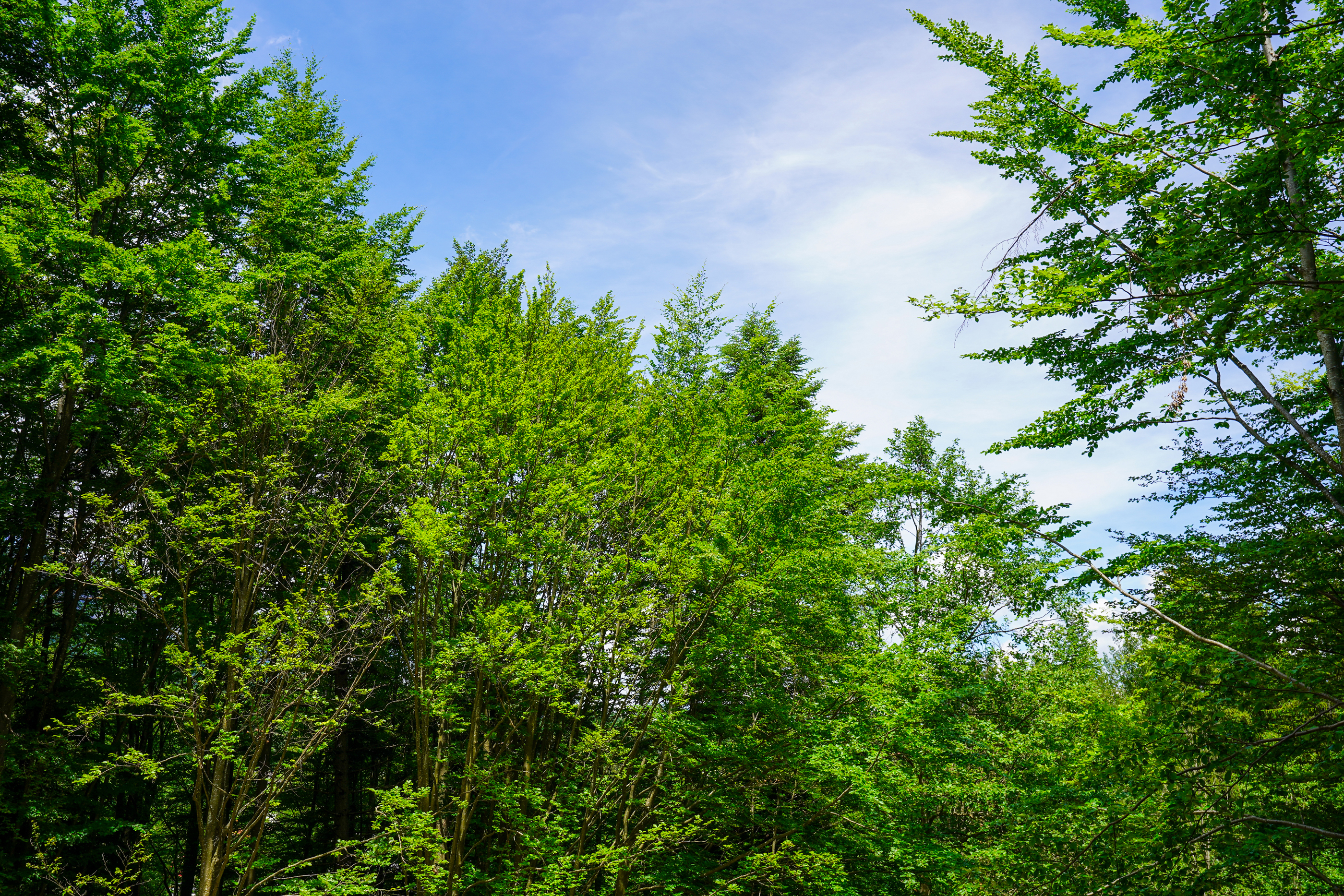  Modern Apartment with Private Garden at the Edge of the Forest, Sinaia - 物件實景