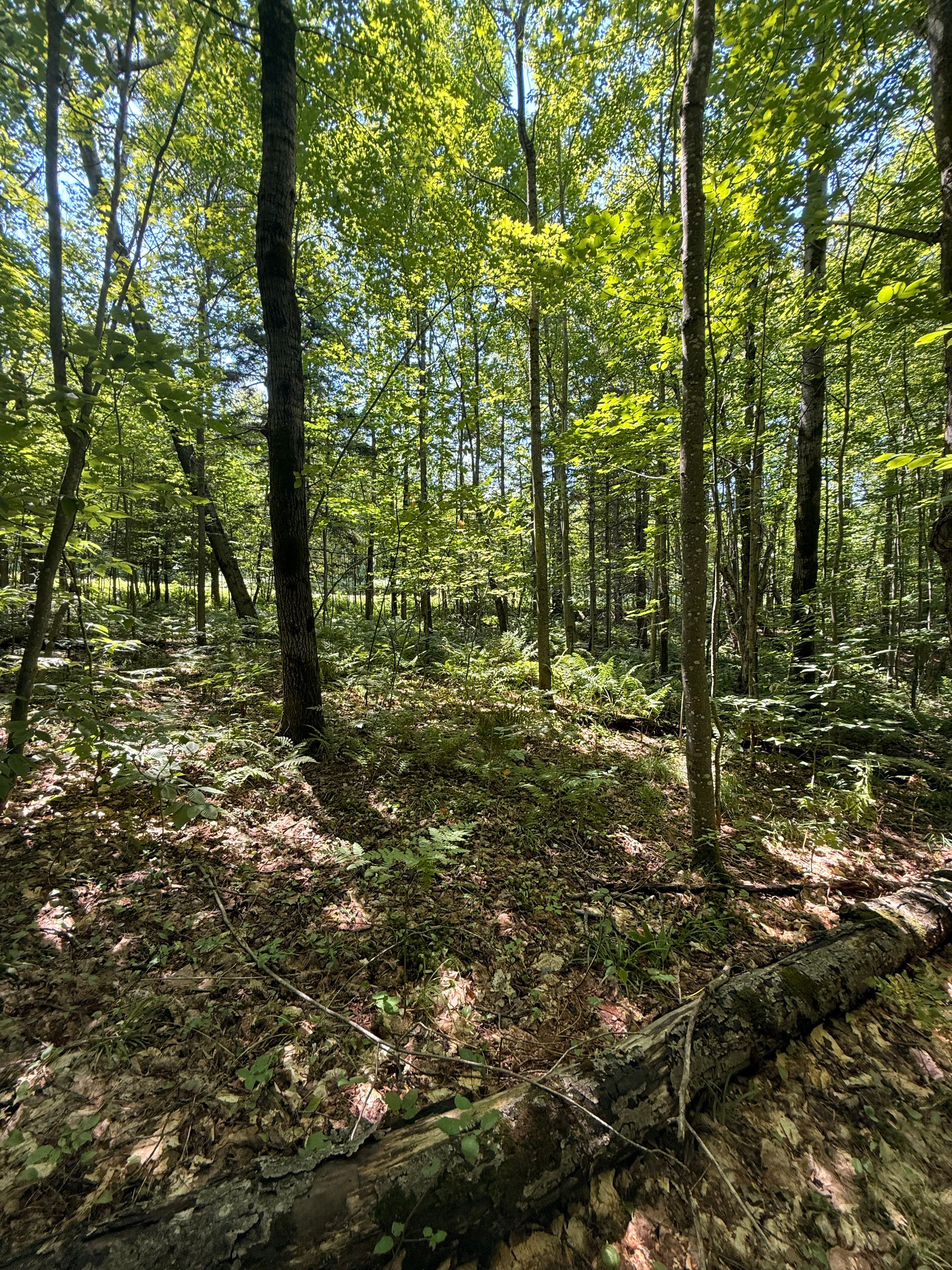 TBD Cook Road, St. Regis Falls, NY 12980 - 物件實景