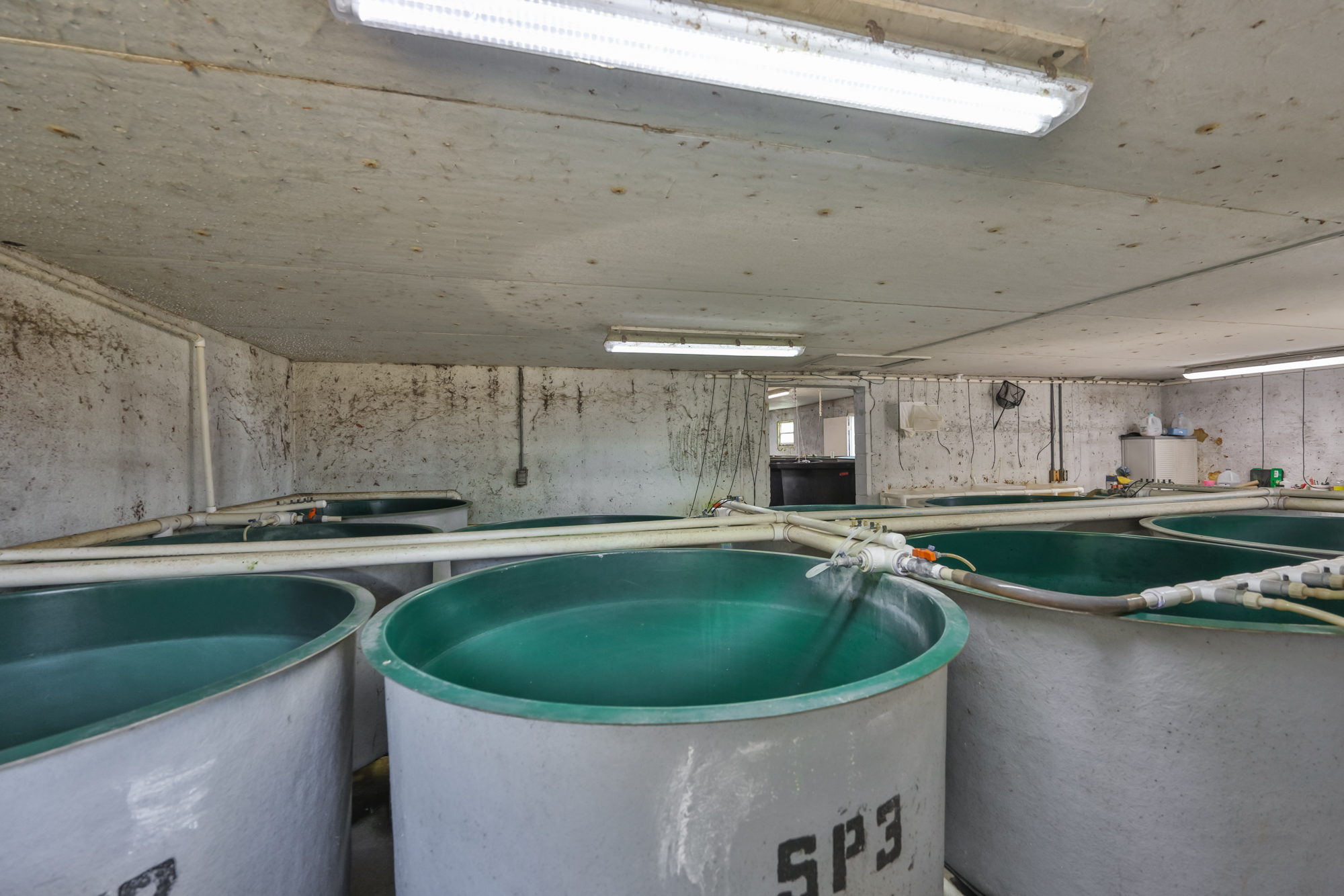 Wimauma, Florida, 33598, United States, 3 Bedrooms Bedrooms, ,2 BathroomsBathrooms,Residential,For Sale,2016610