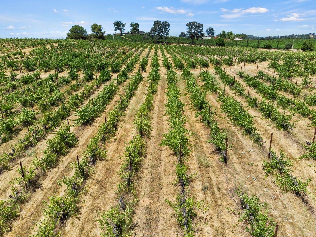 21226 Dickson Road, Plymouth, California, 95669, United States, ,Land,For Sale,21226 Dickson Road,1672447