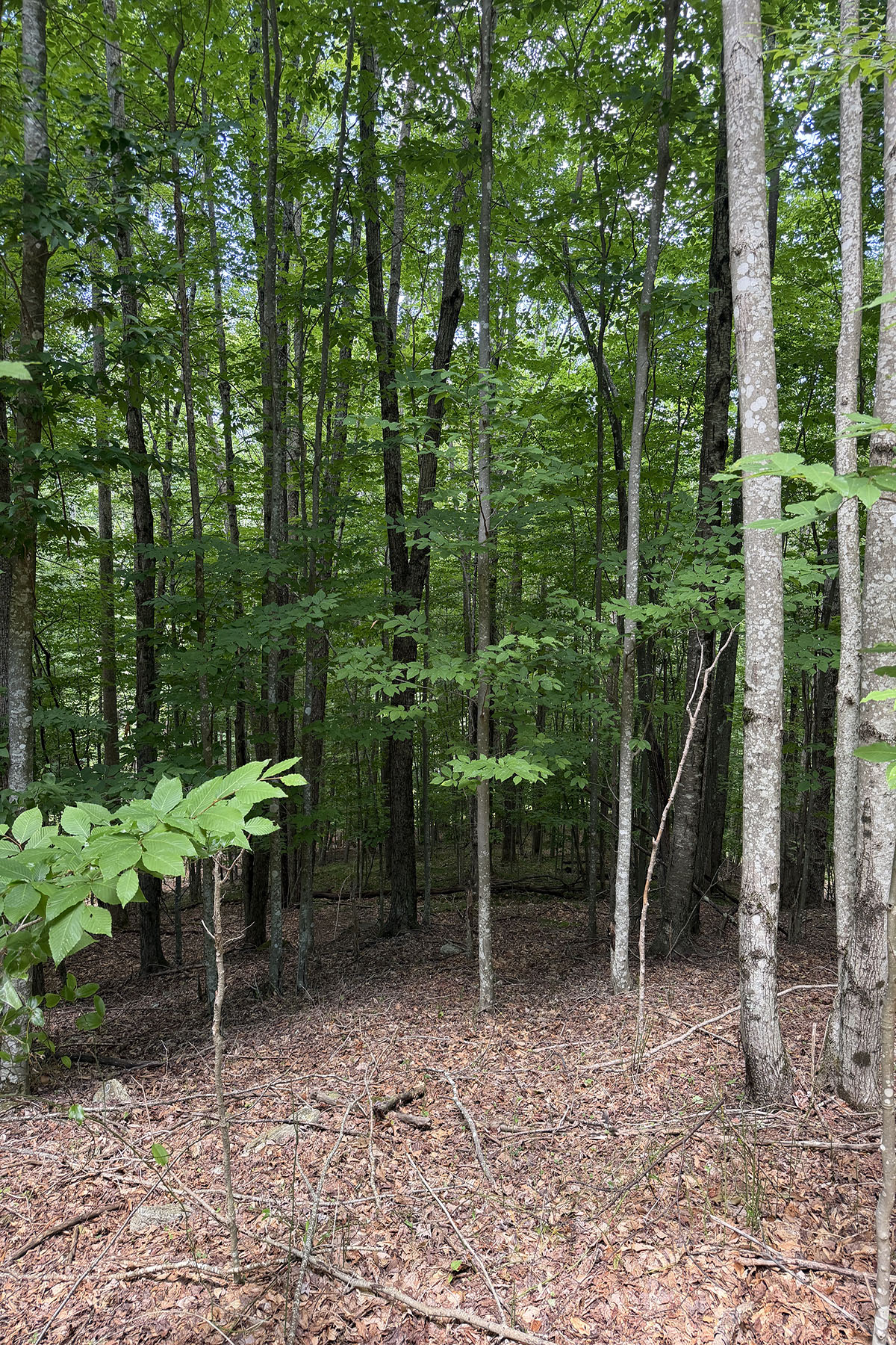  BEECH MOUNTAIN - 物件實景