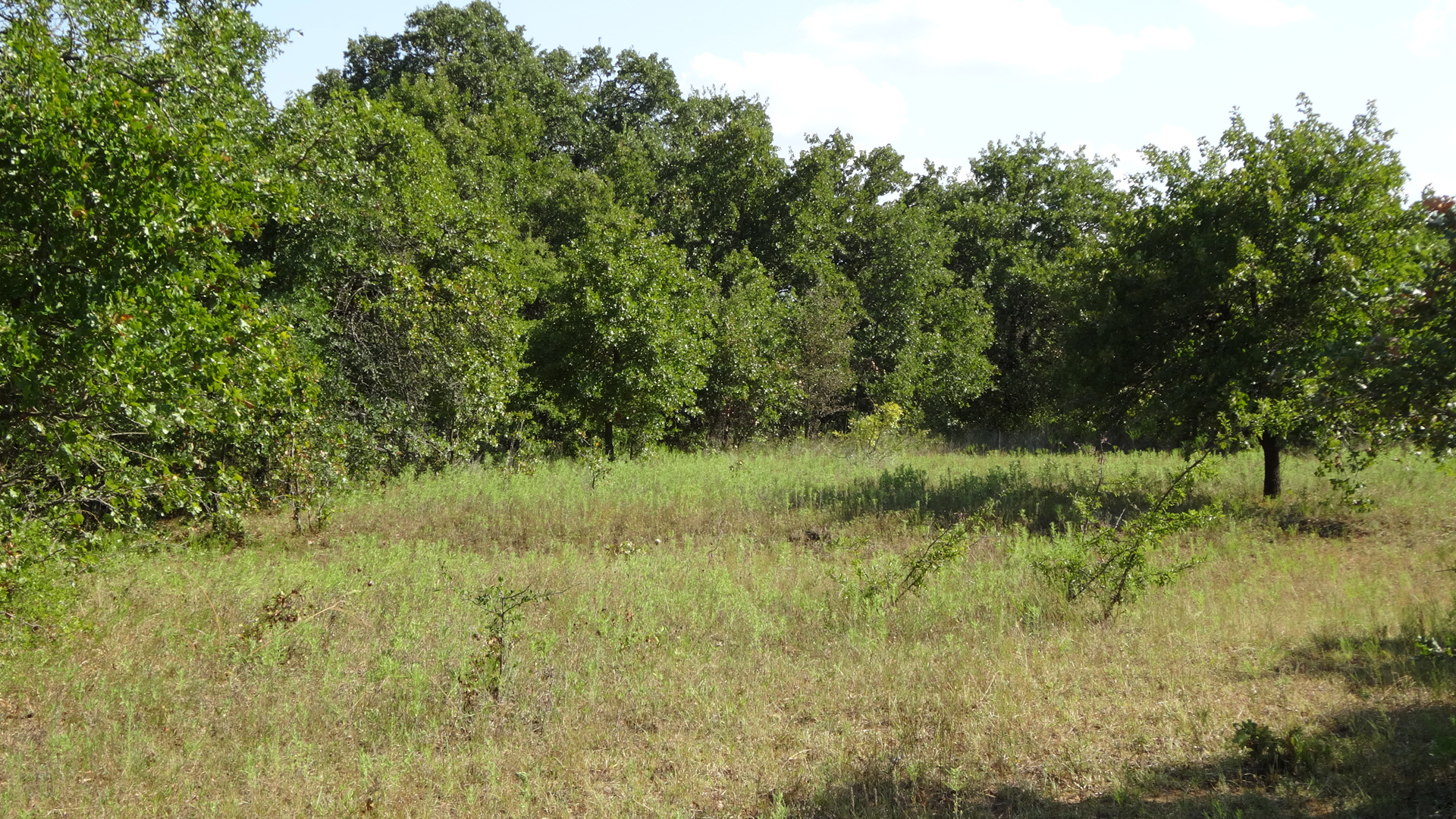 0 Highway 114, Boyd, Texas, 76023, United States, ,Residential,For Sale,0 Highway 114,1008641