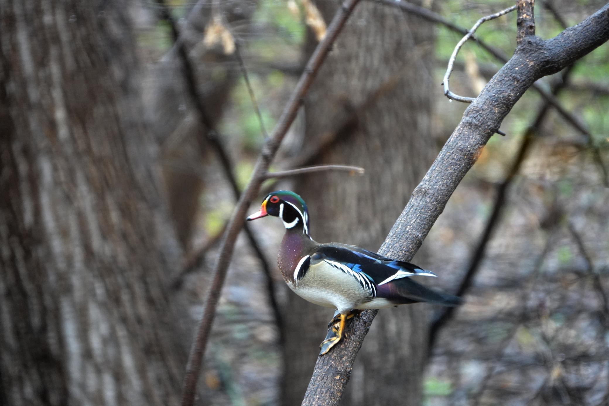 Lakeville, Minnesota, 55044, United States, 4 Bedrooms Bedrooms, ,3 BathroomsBathrooms,Residential,For Sale,1963667