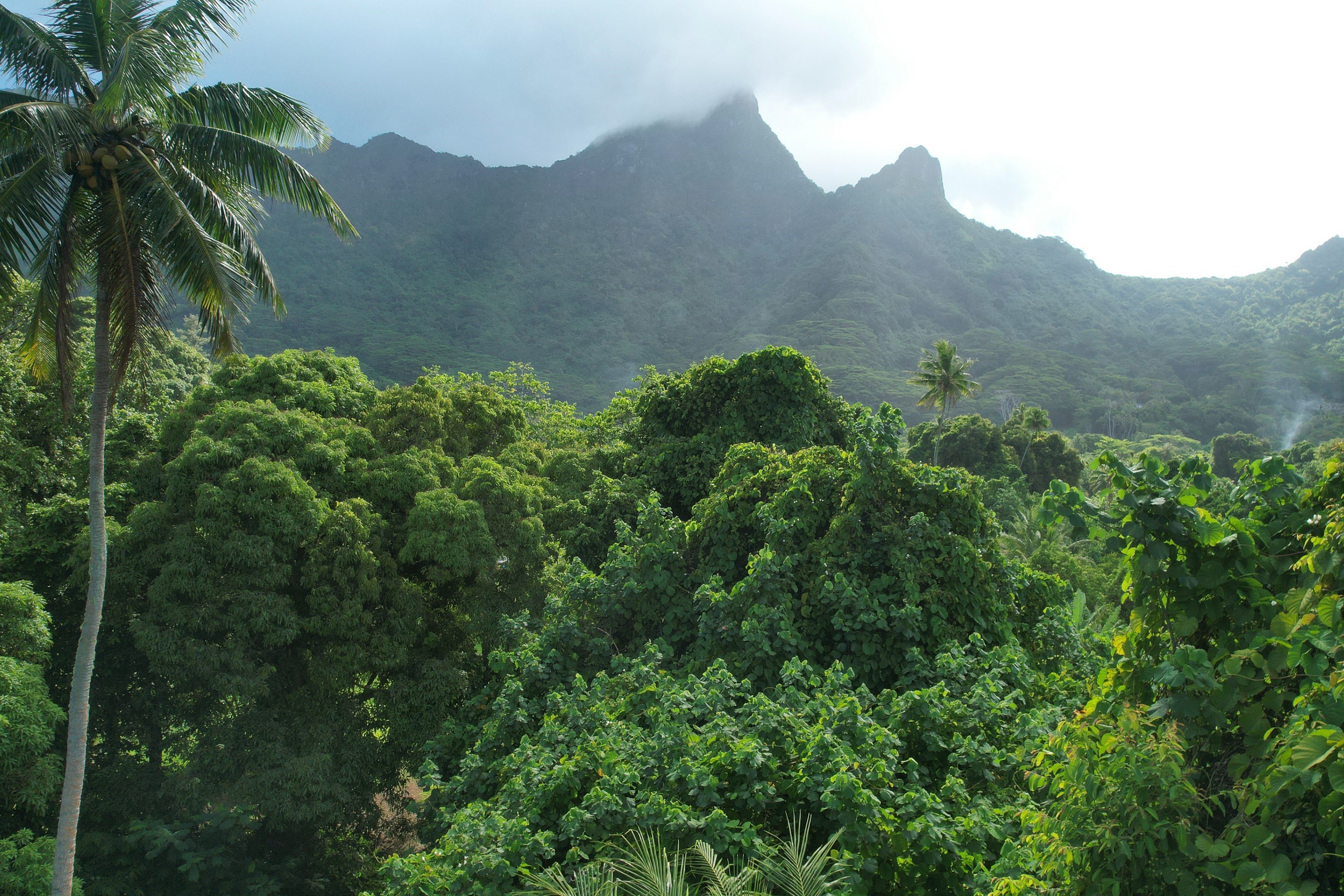  Moorea – Vaiare – Large plot near the dock - 物件實景