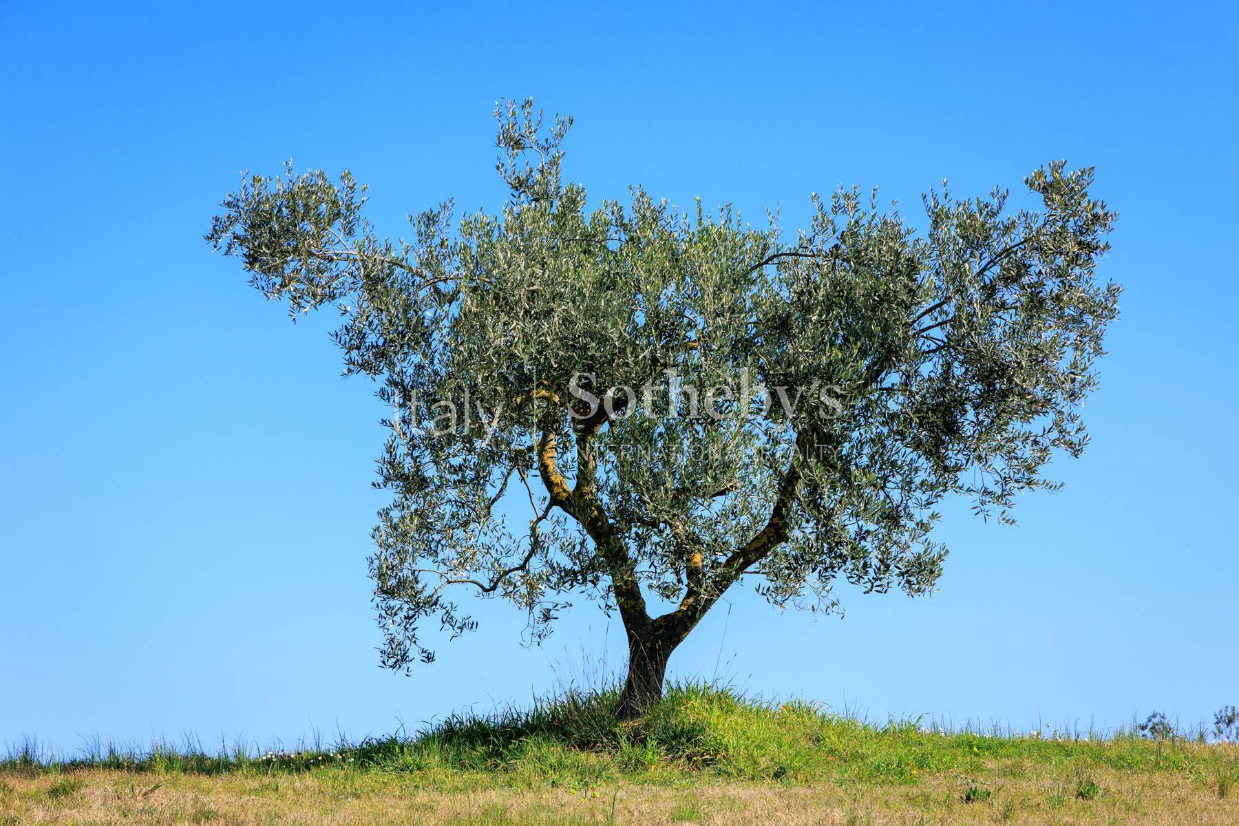  Exclusive mansion with vineyards and olive groves at 30 minutes from Florence, - 物件實景