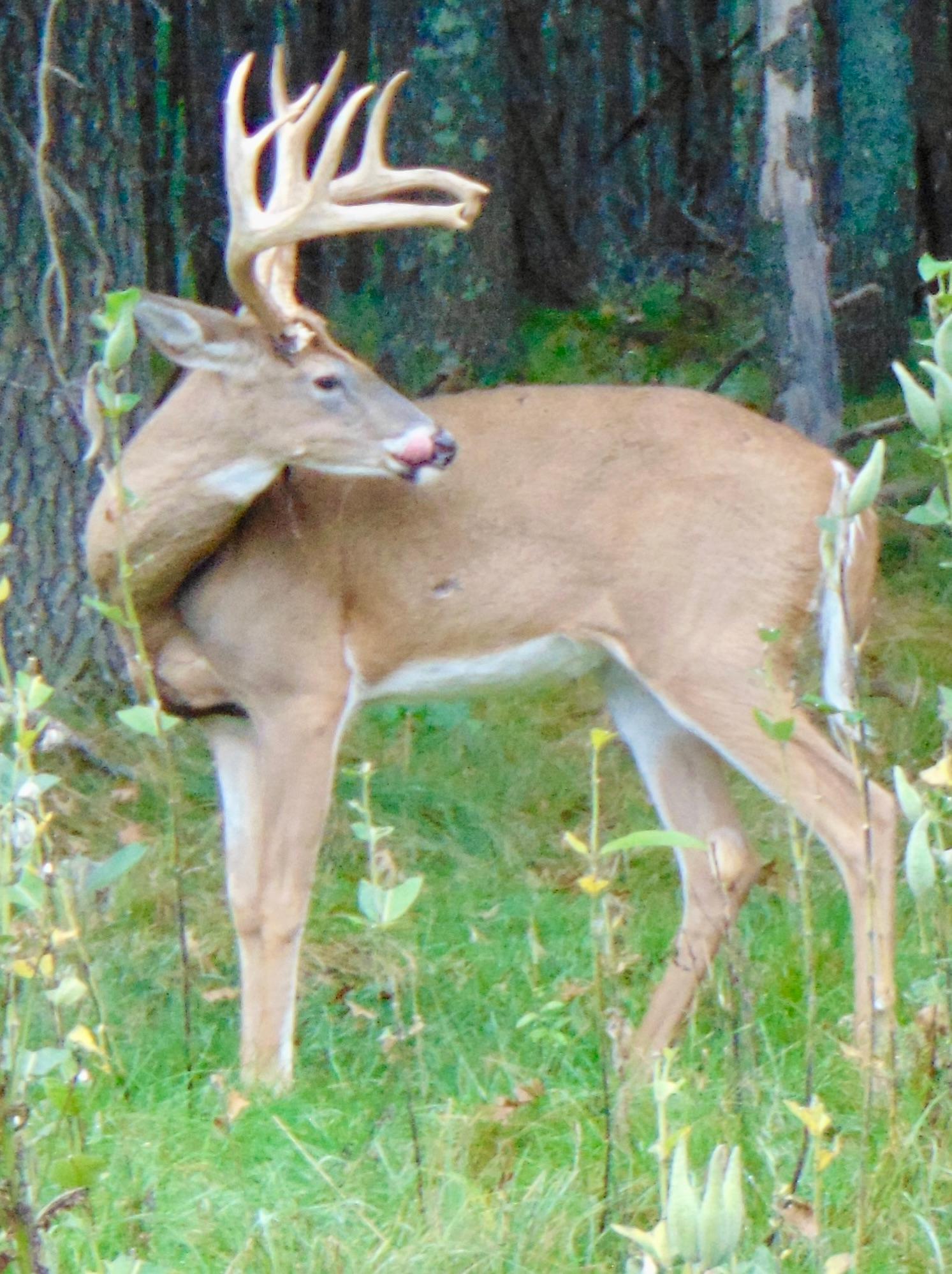 Lake Tomahawk, Wisconsin, 54487, United States, ,Residential,For Sale,1973874