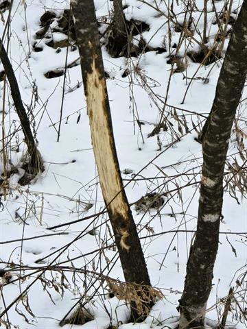 Gays Mills, Wisconsin, 54631, United States, 3 Bedrooms Bedrooms, ,3 BathroomsBathrooms,Residential,For Sale,2006070